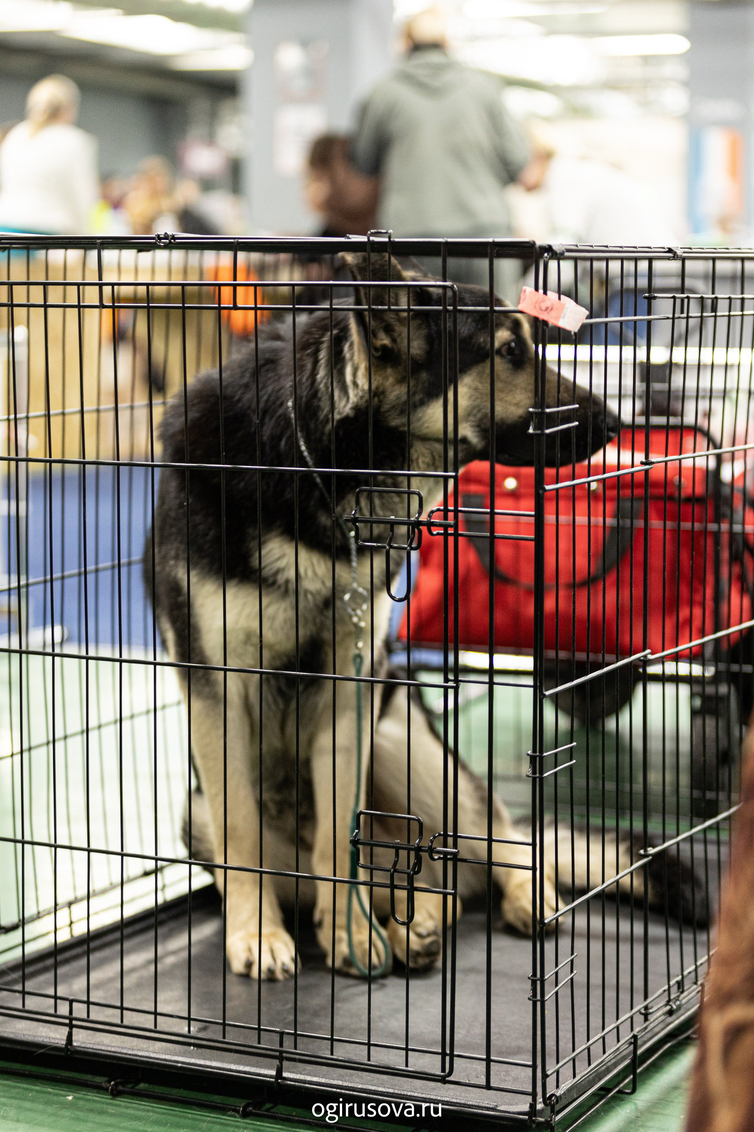 РОО КЛЖ «Олимп"+"Империя"+"Виктория».Выставка собак. Фотограф Ольга Гирусова «Пантерочка» Москва