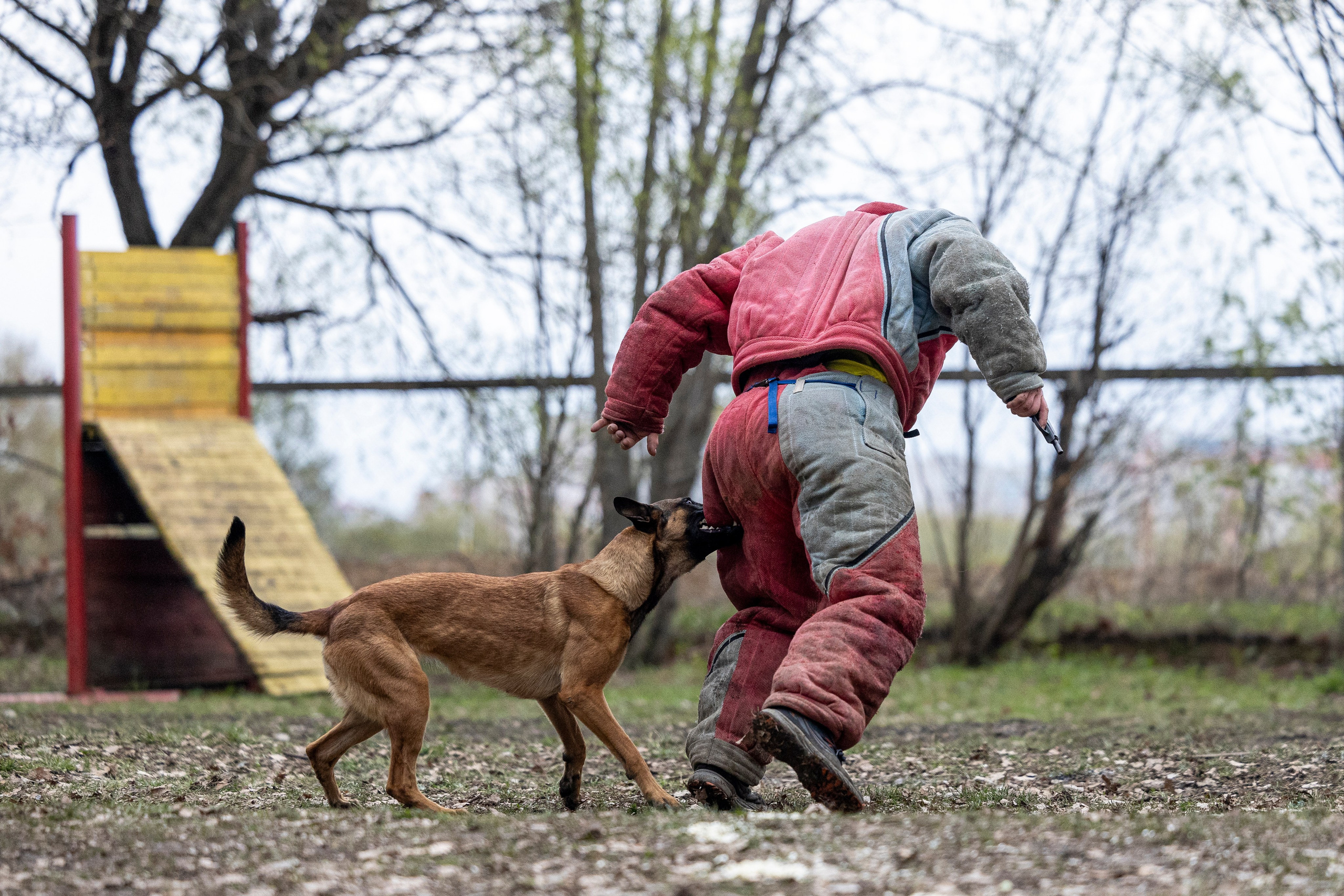 Квалификационные состязания по мондьорингу г. Вологда 11.05.24. Фотограф-анималист Анна Маринич