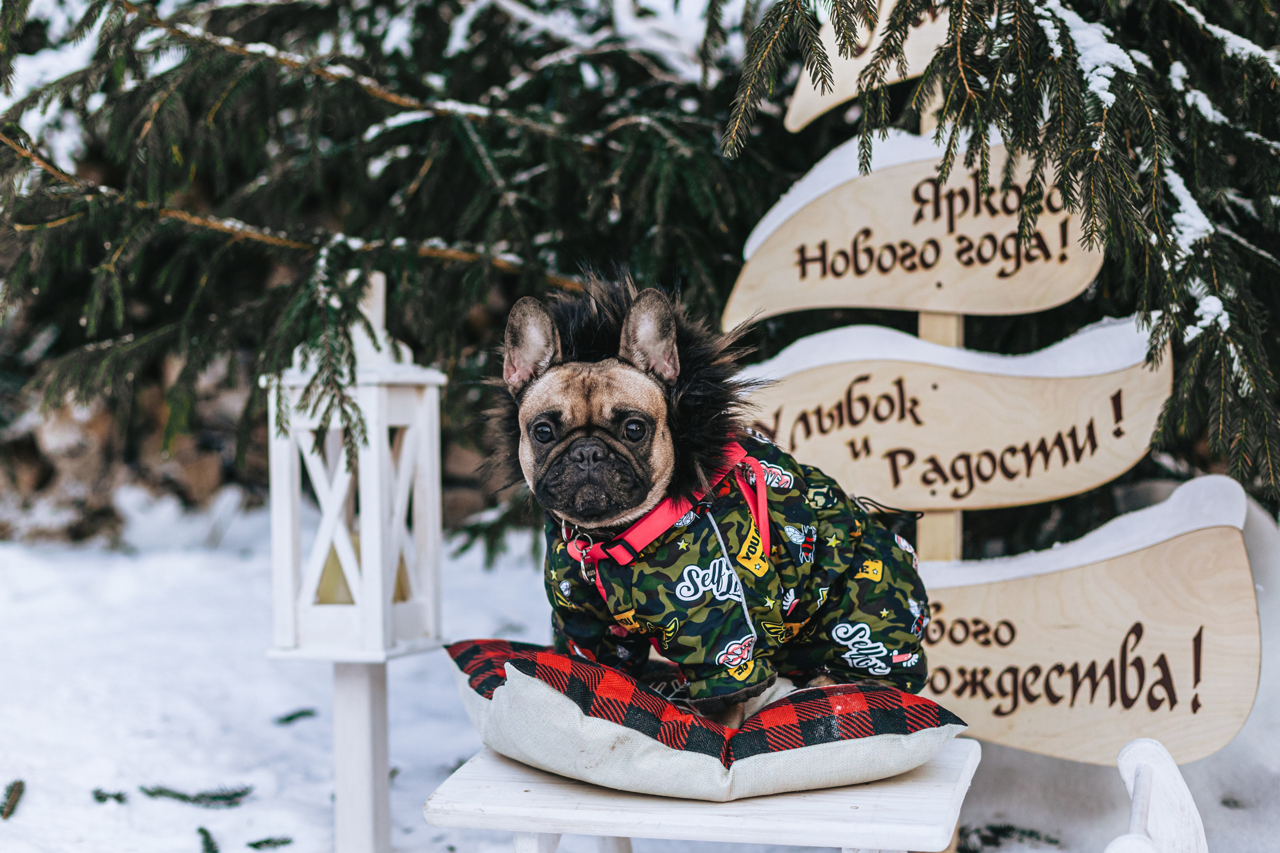 Зингер дача. Фотограф-анималист Татьяна Степанова