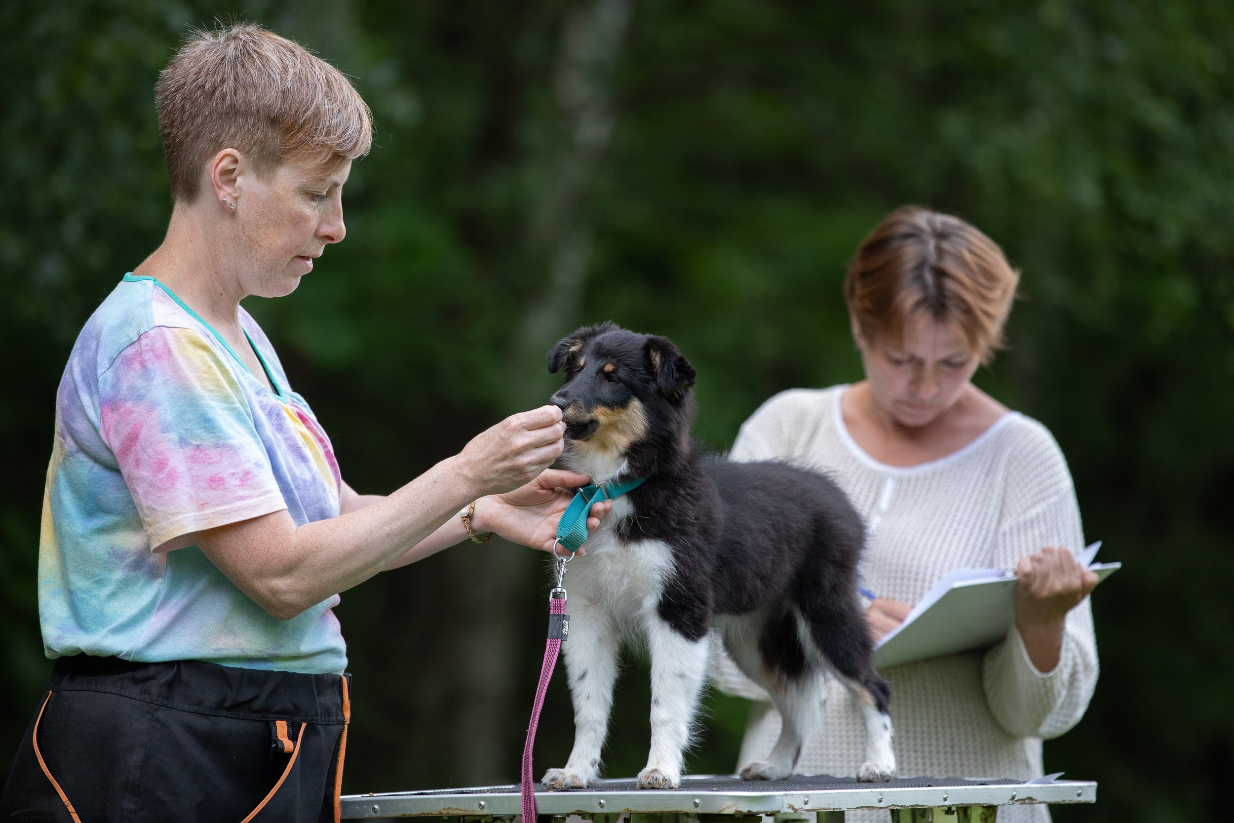 Репортаж с выводки молодняка колли/шелти в Ясенево. Фотограф-анималист в Москве и Московской области Татьяна Фролова