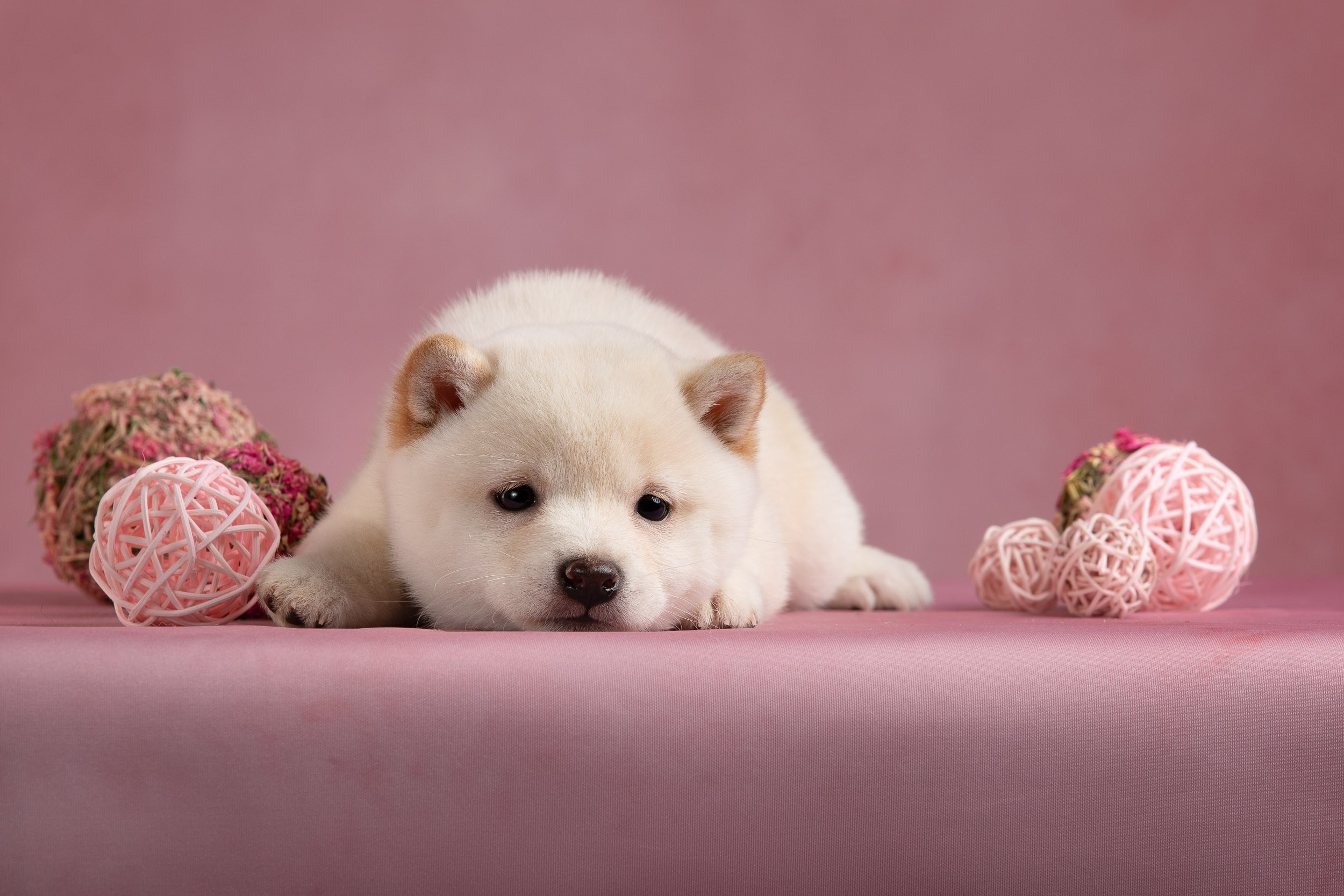 Гламурная фотосессия для щеночков. Фотограф-анималист в Москве и Московской области Татьяна Фролова