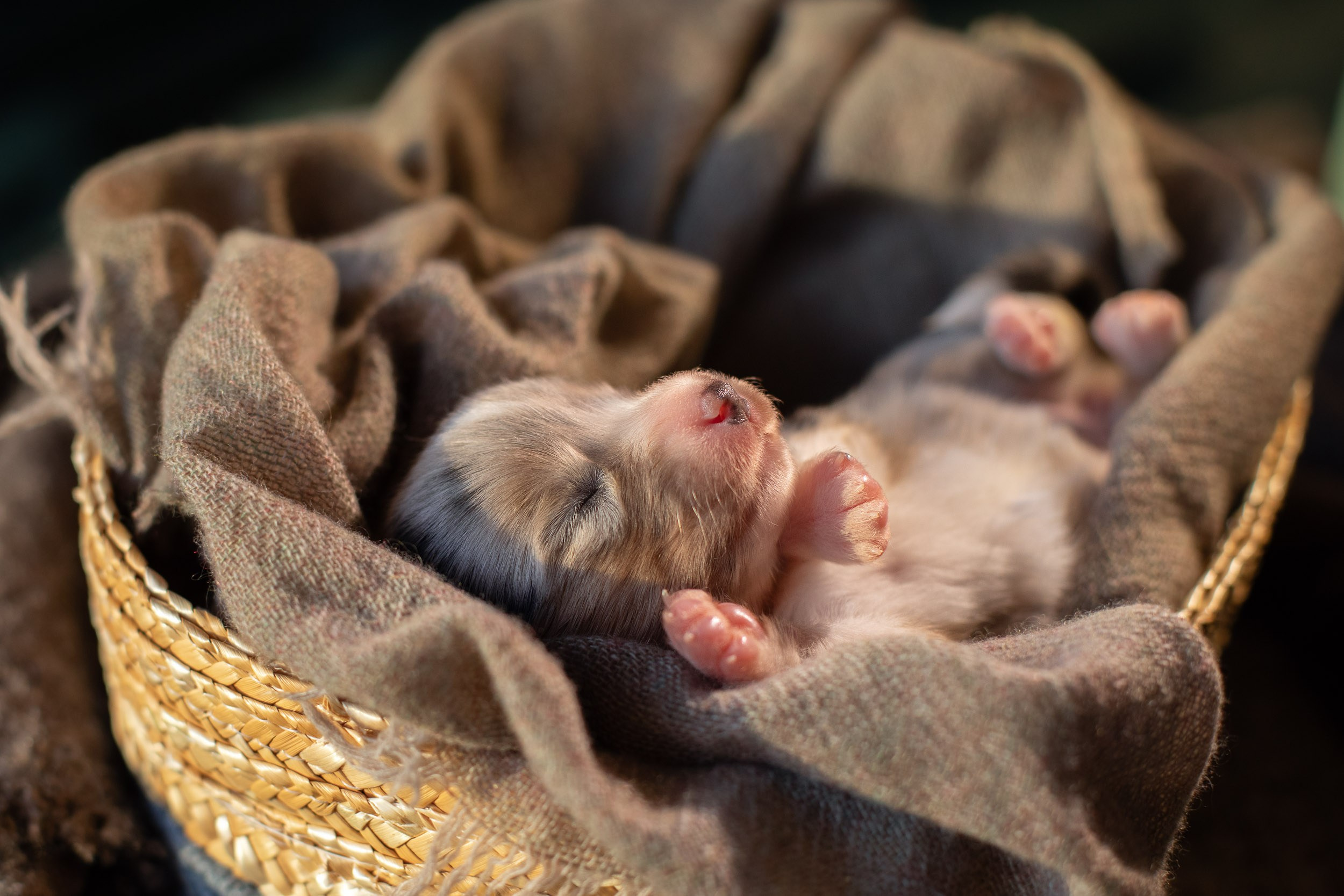 Ньюборн фотосъемка для помета вельш корги кардиганов. Фотограф-анималист в Москве и Московской области Татьяна Фролова