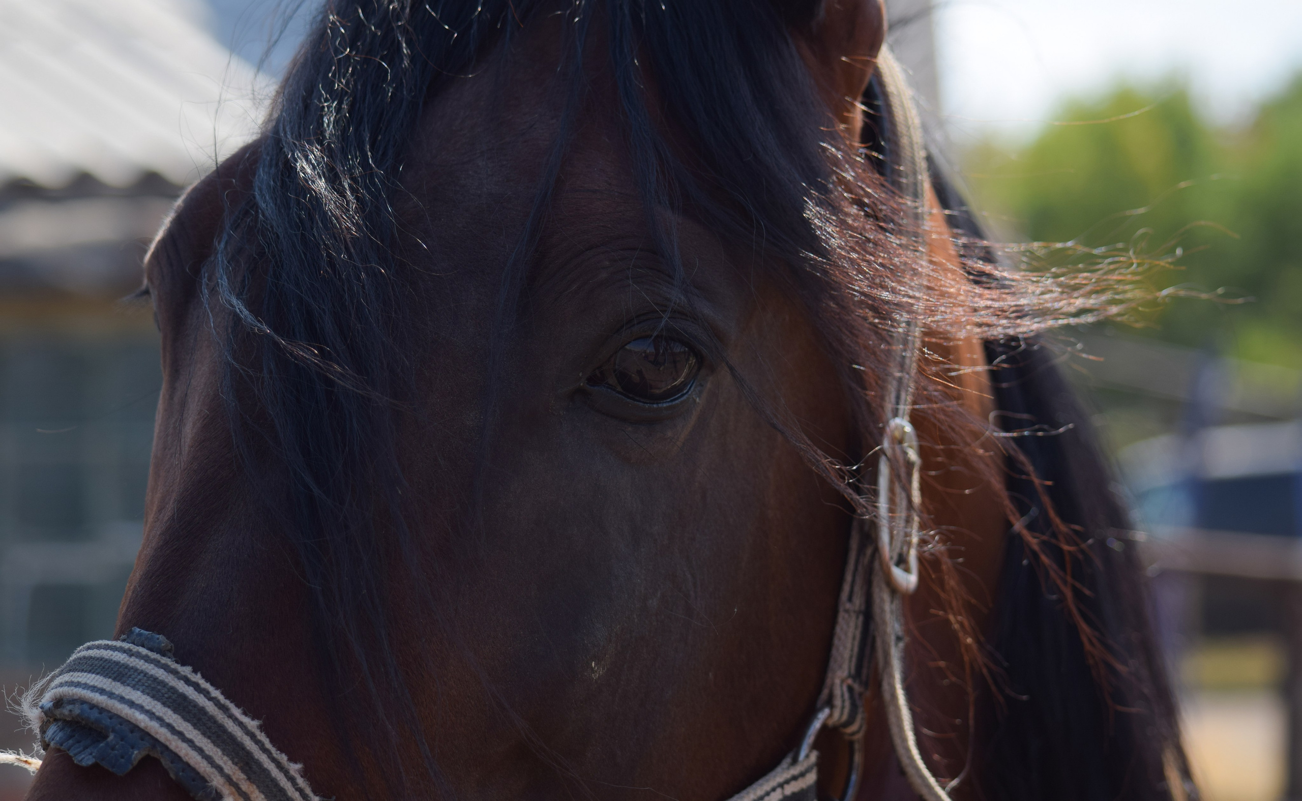 Кубок Губернатора, ипподром Саратов, 2019 г. Конный фотограф в Саратове Юлия Иванова