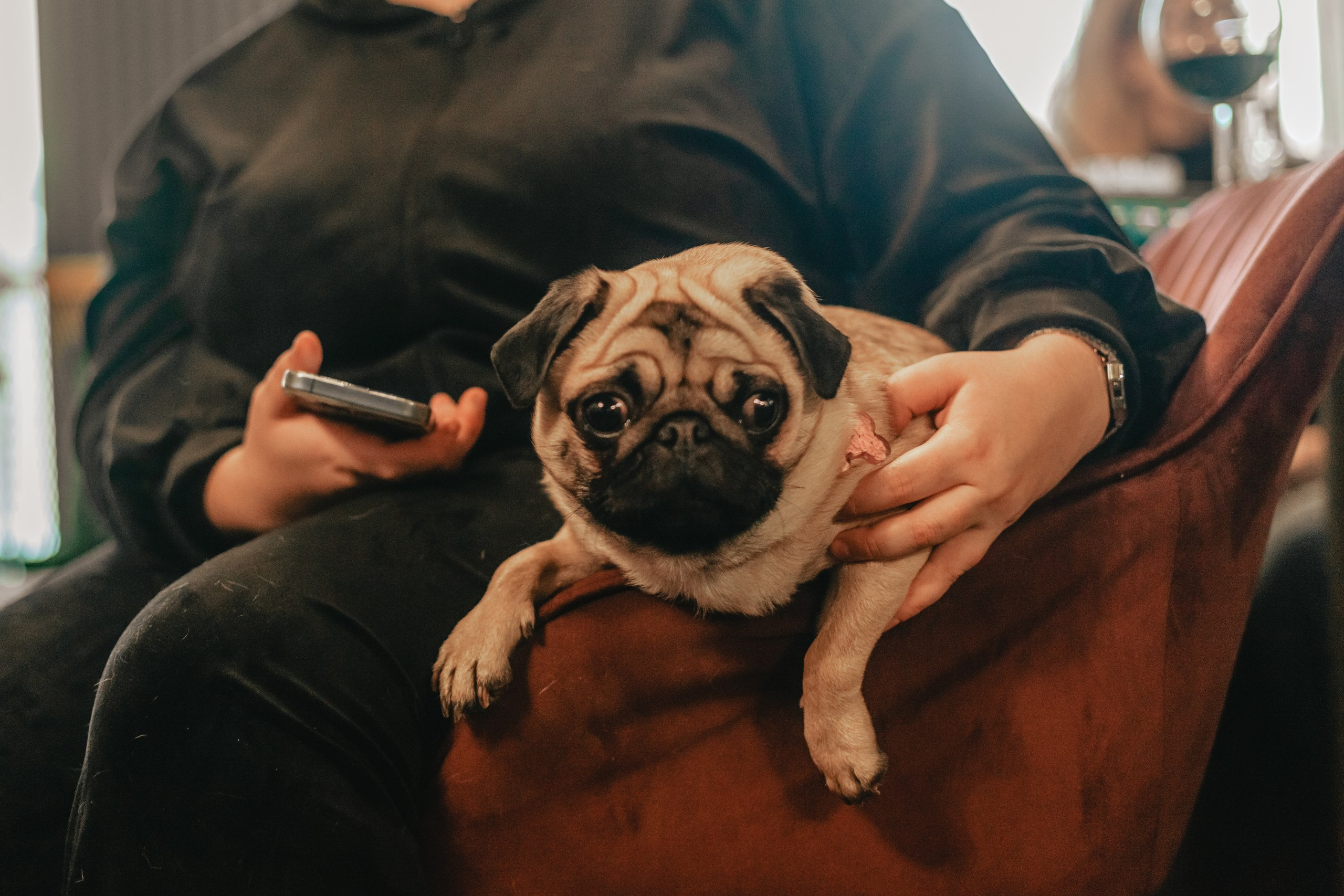 Мопсовстреча 02.12.2023. Фотограф-анималист Татьяна Степанова