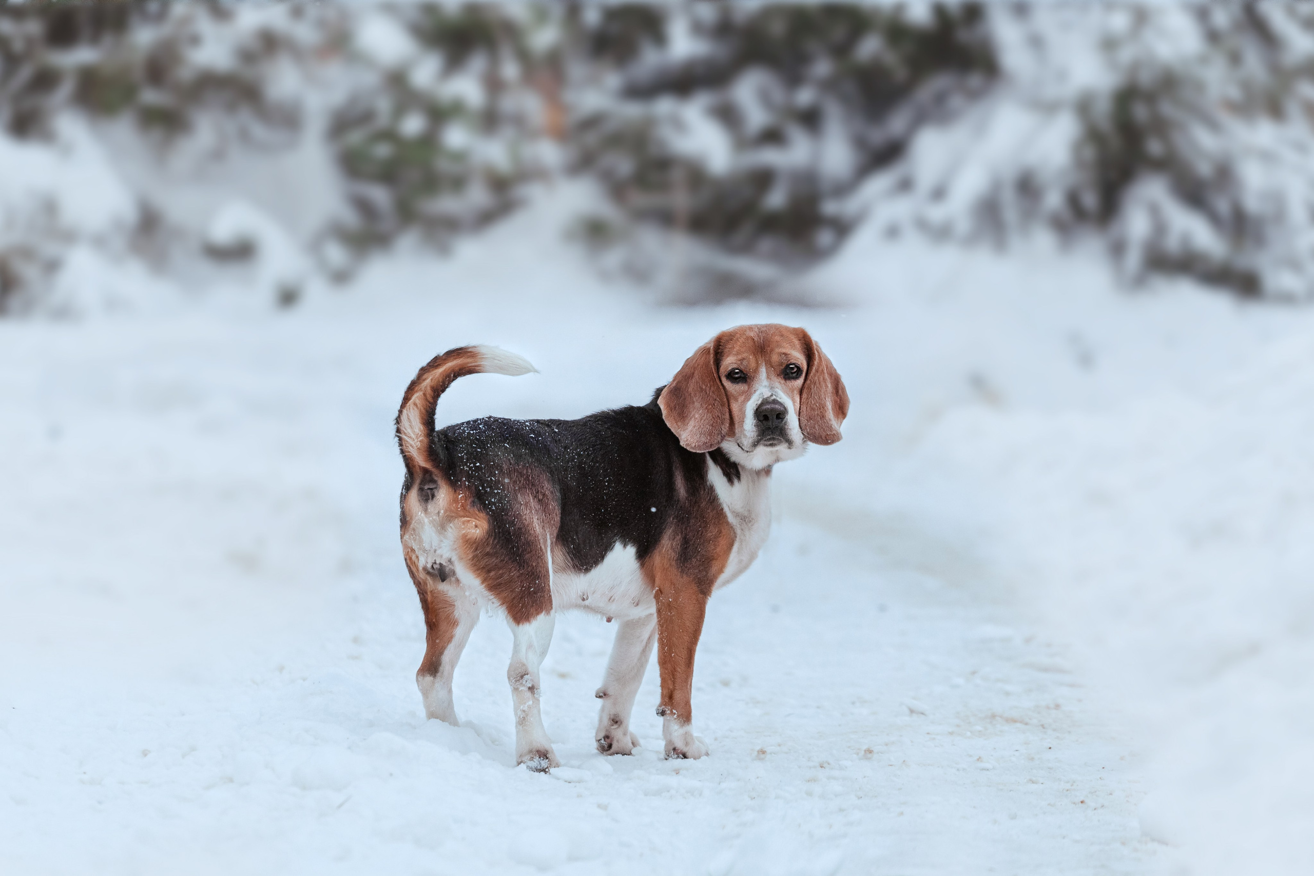 Дом для Биглей 2023. Фотограф-анималист Татьяна Степанова