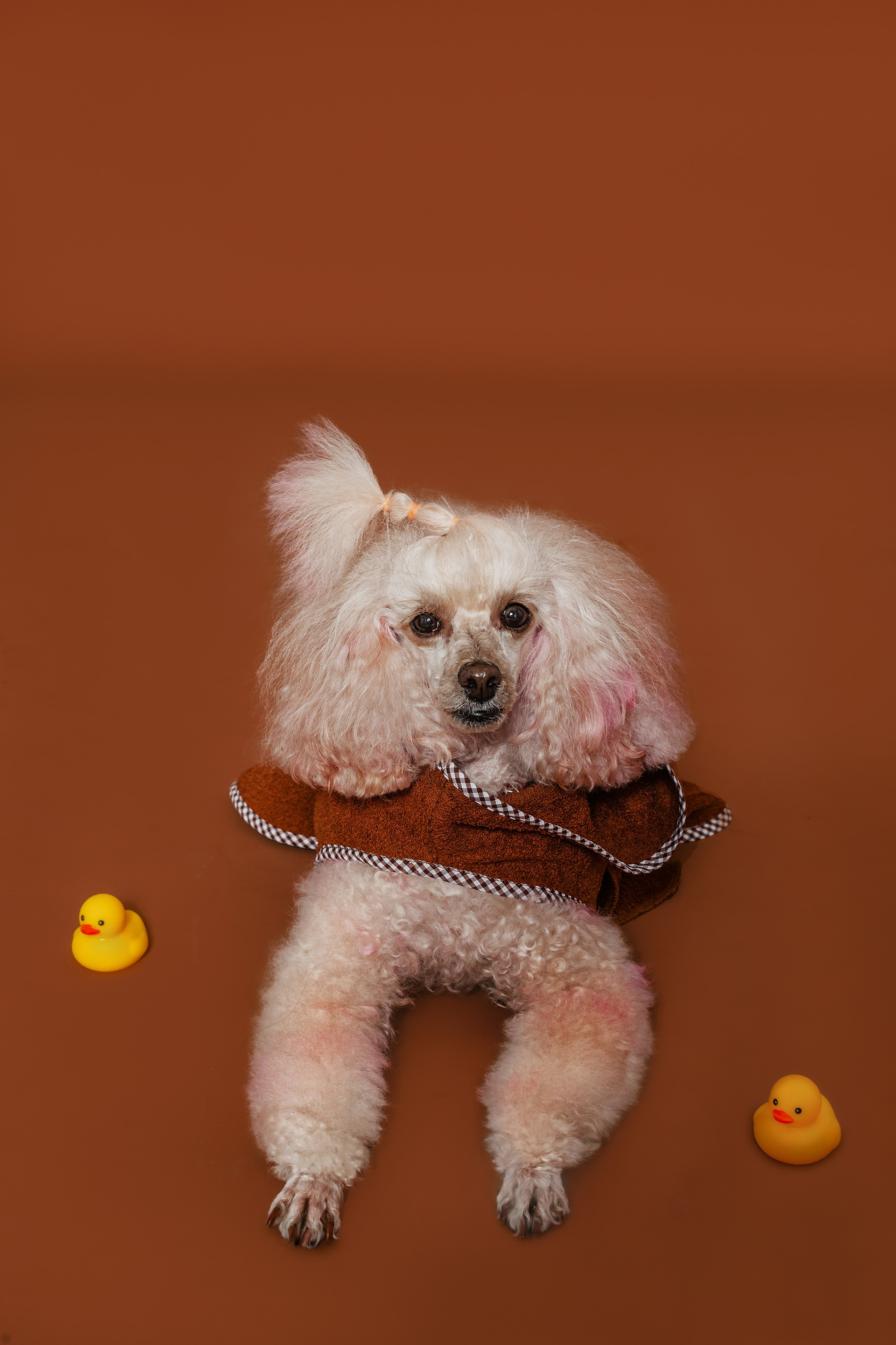 Съемка для бренда TEDDYBOY. Фотограф-анималист Татьяна Степанова