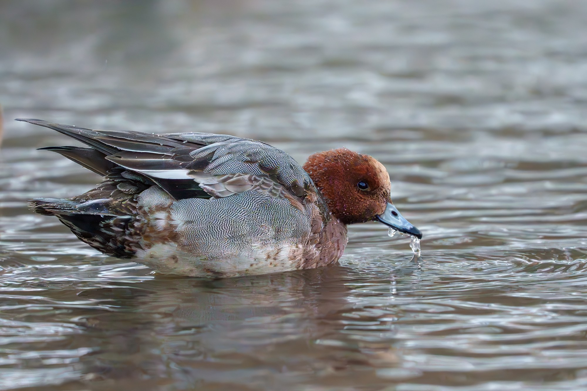 Удивительные мир птиц. Вокруг нас столько прекрасного — присмотритесь!. Ваш личный фотограф Марина Волкова