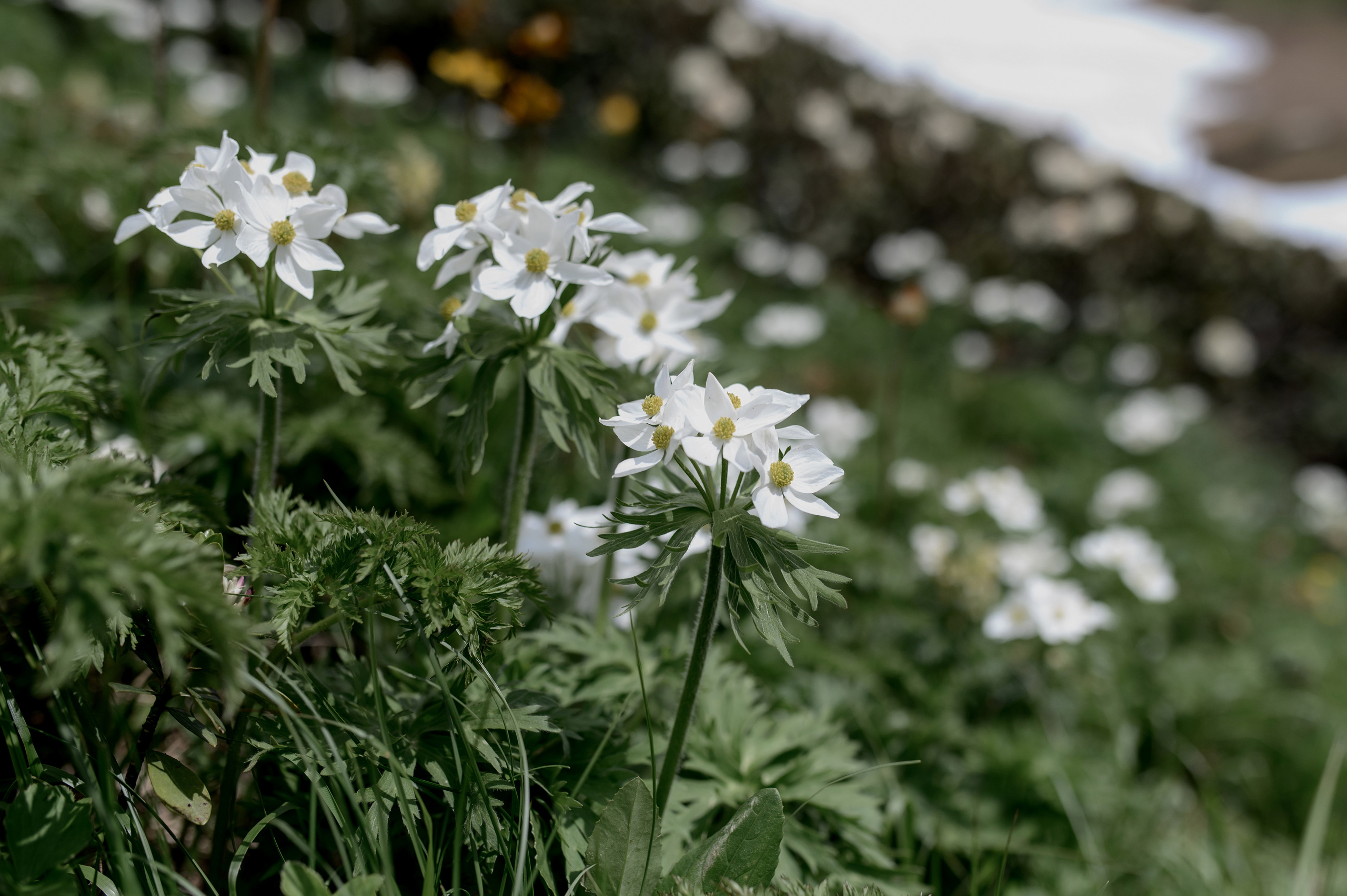 Павел & Гузель. Сергей Каба|Свадебный фотограф Сочи - атмосфера торжества остается с в