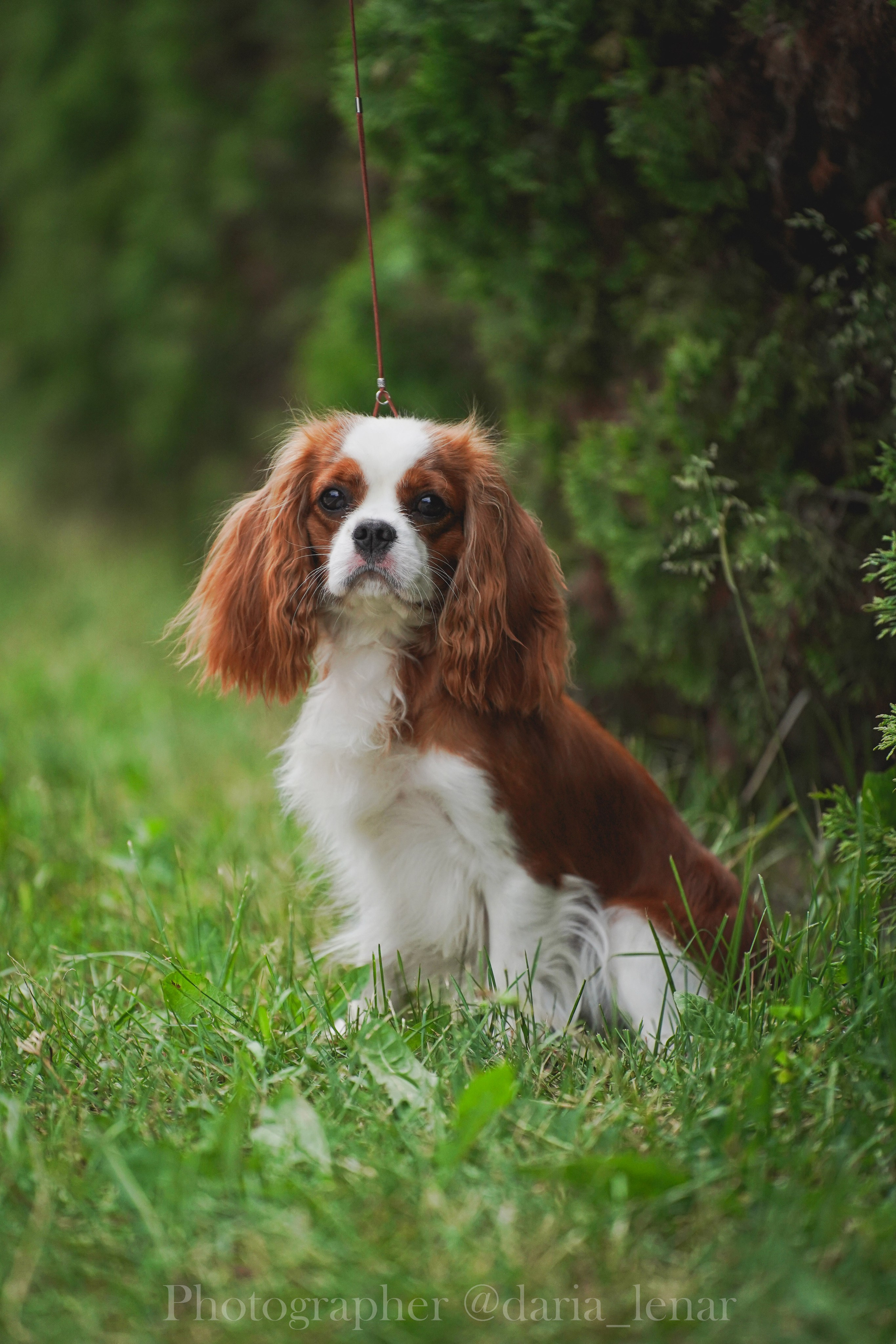 Выставки собак. Фотограф в Москве Ленарская Дарья