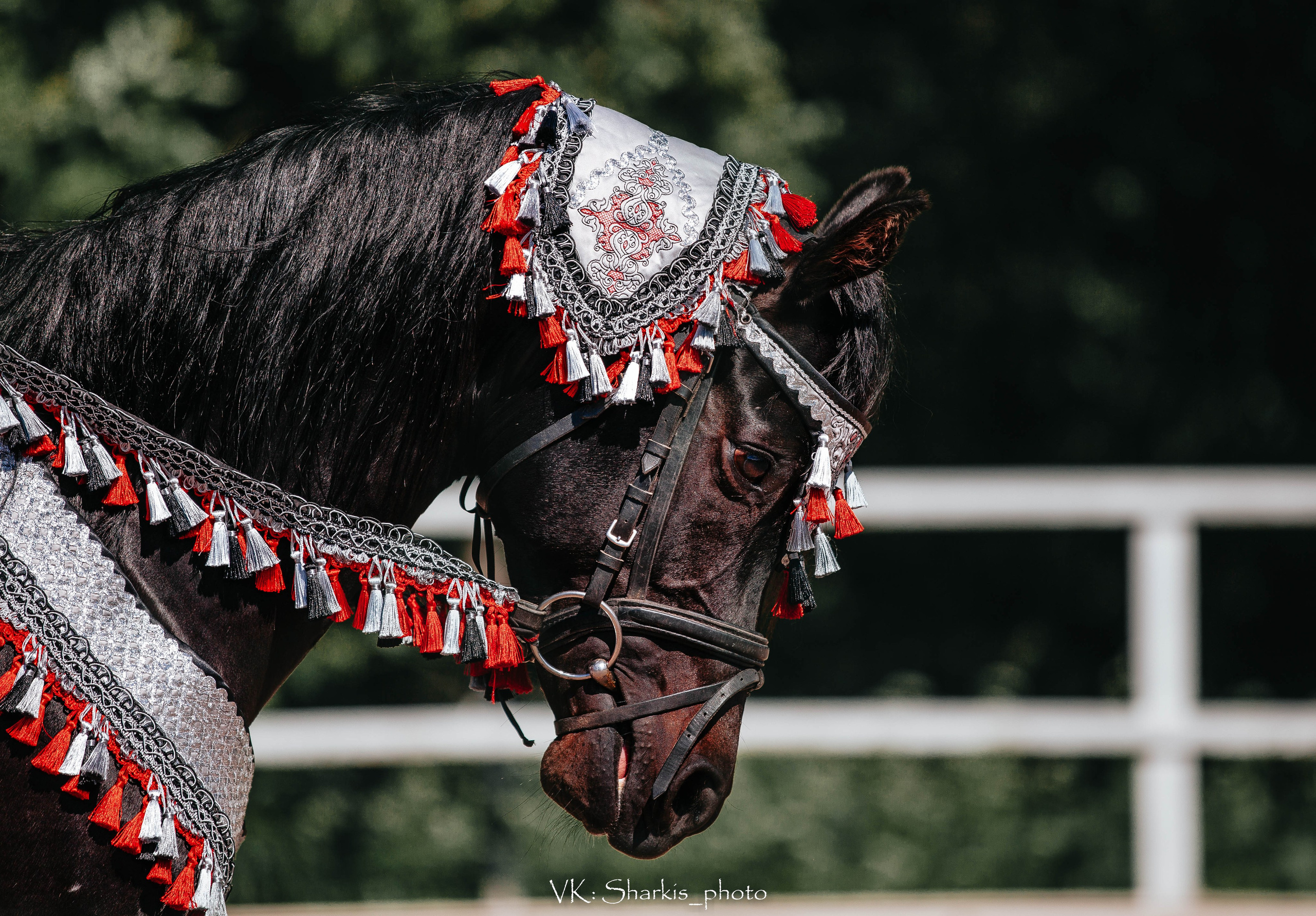 Лошади. Главная