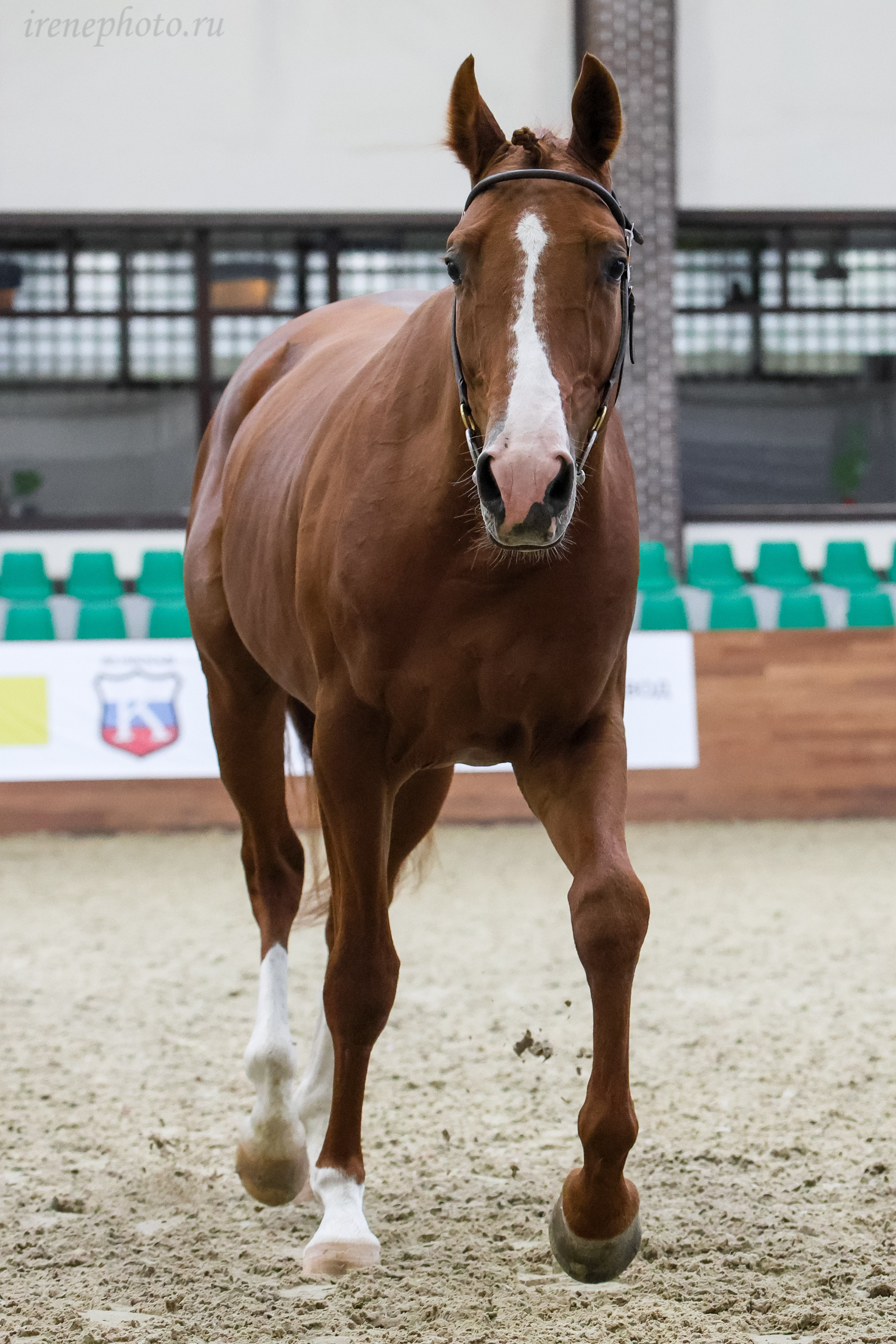 Конная Россия 2024 Оценка двигательных качеств. Irenephoto.ru