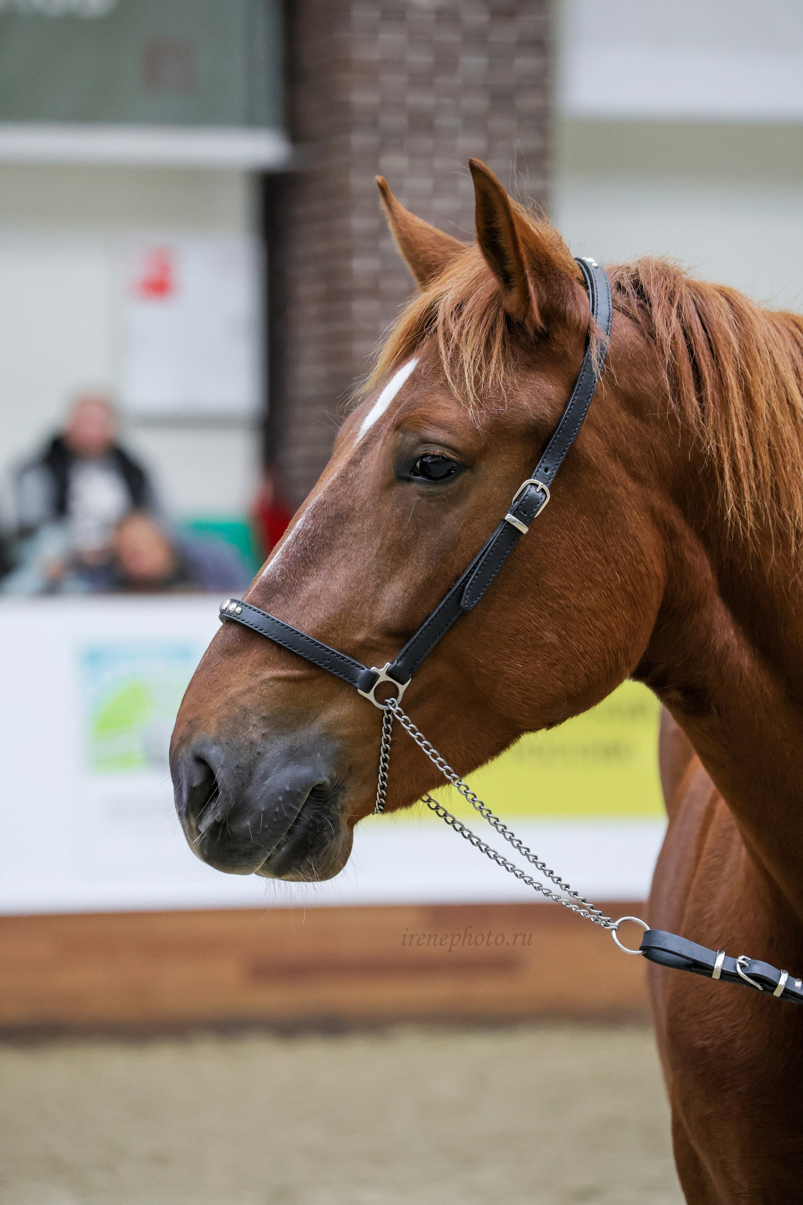 Конная Россия 2024. Irenephoto.ru