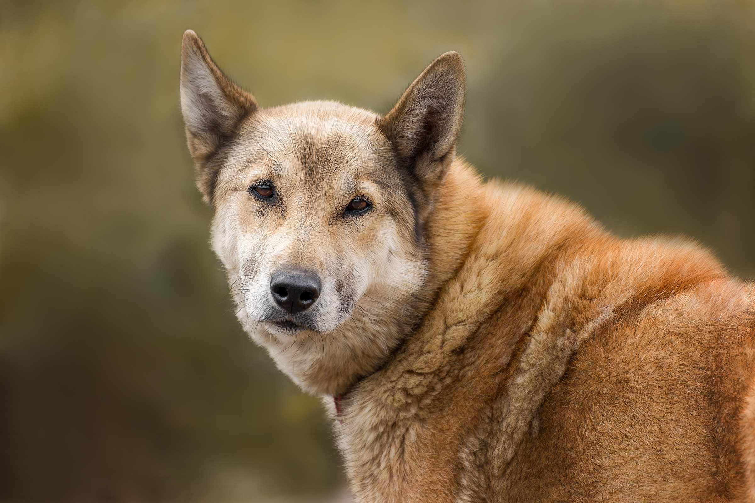 Собаки приюта «Дом северной собаки». Irenephoto.ru