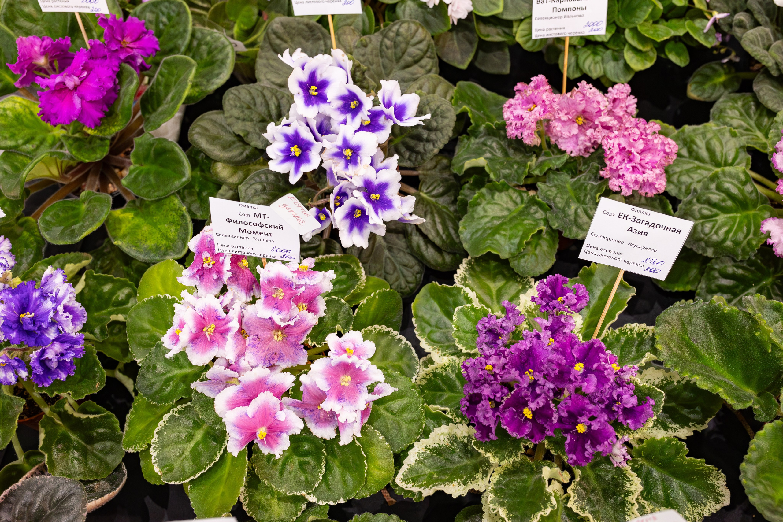 Орхидиум сентябрь 2025. Александра Куликова фотограф, Москва