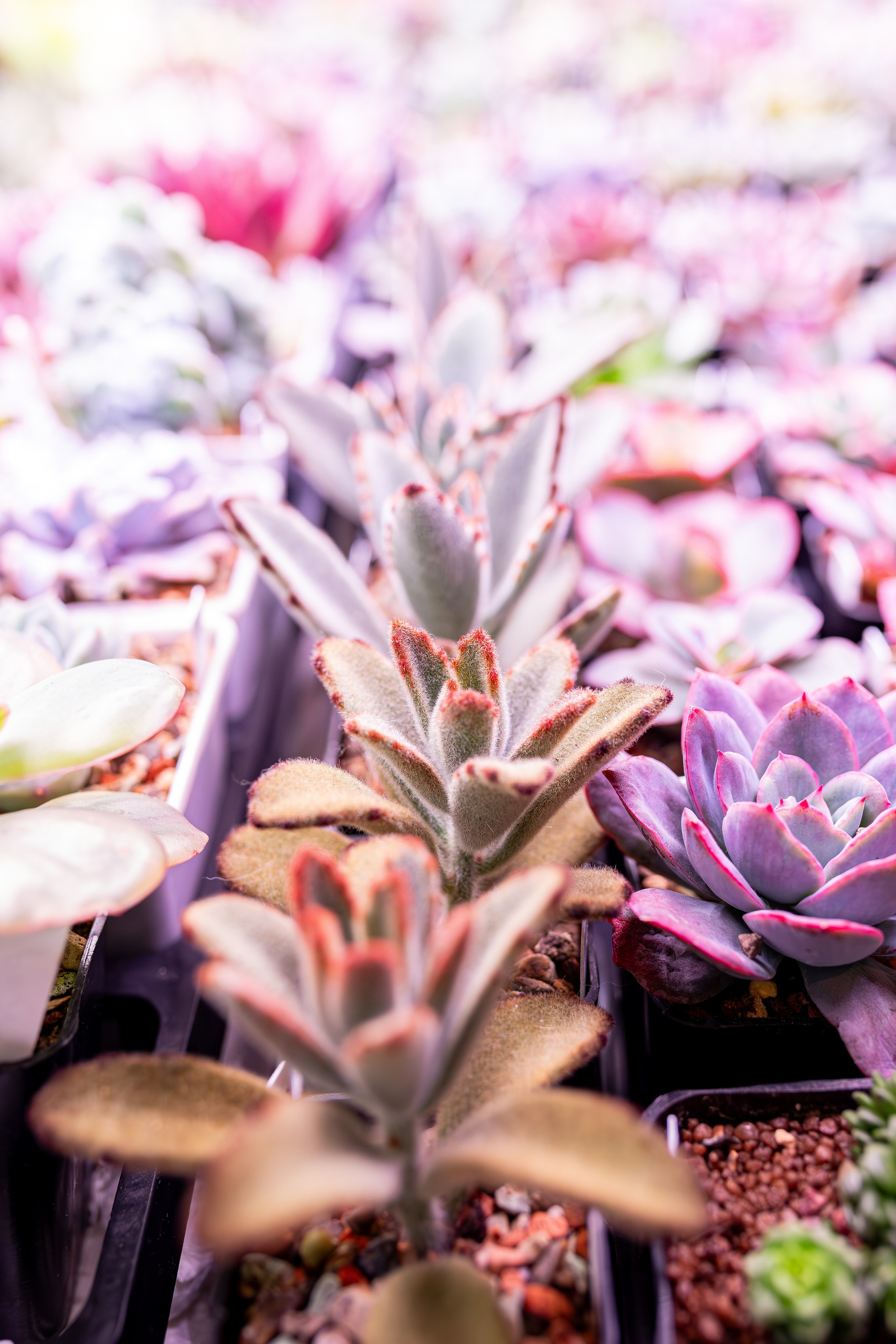 Growbox 1–2 марта. Александра Куликова фотограф, Москва