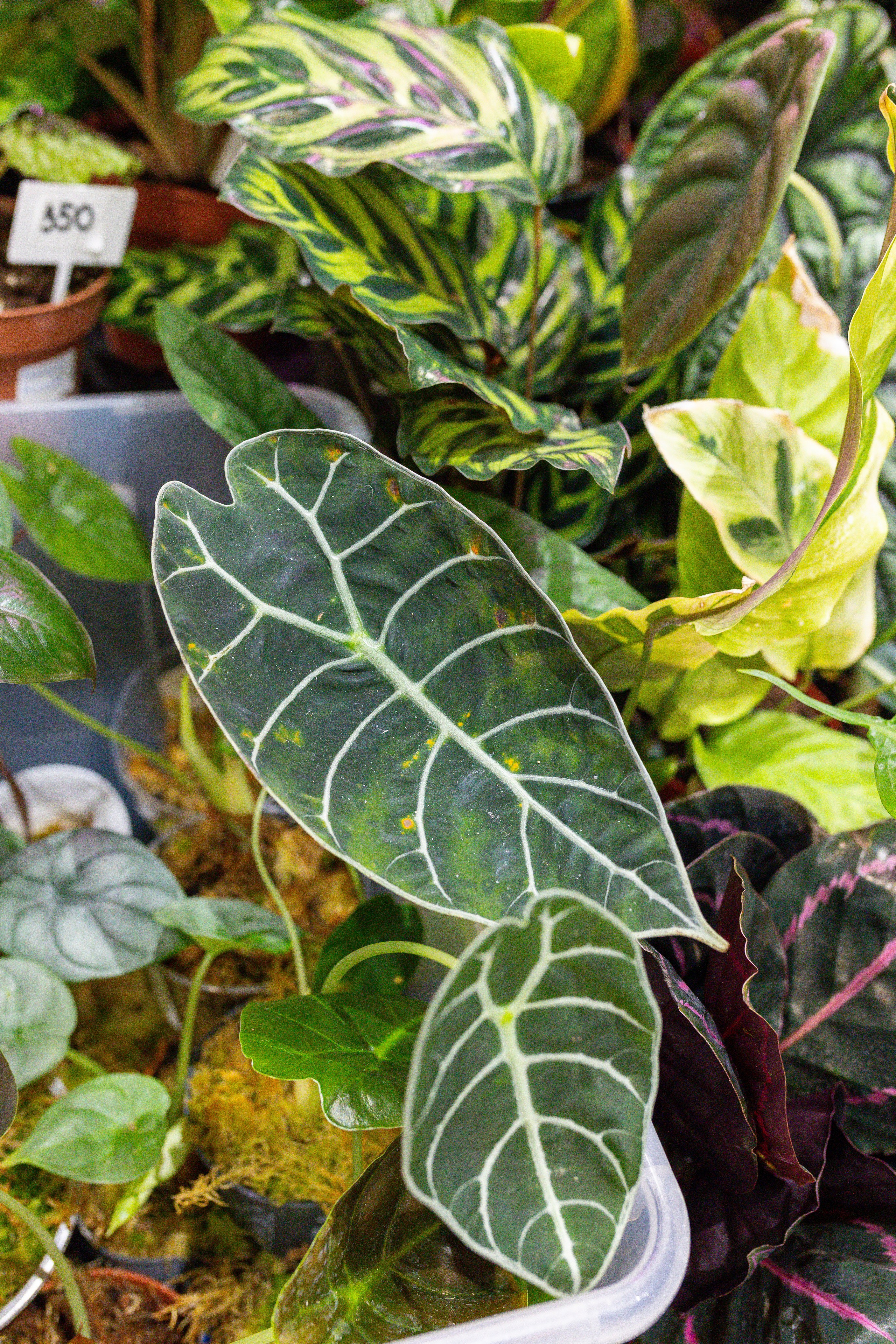 Монстериум 11–12 октября. Александра Куликова фотограф, Москва