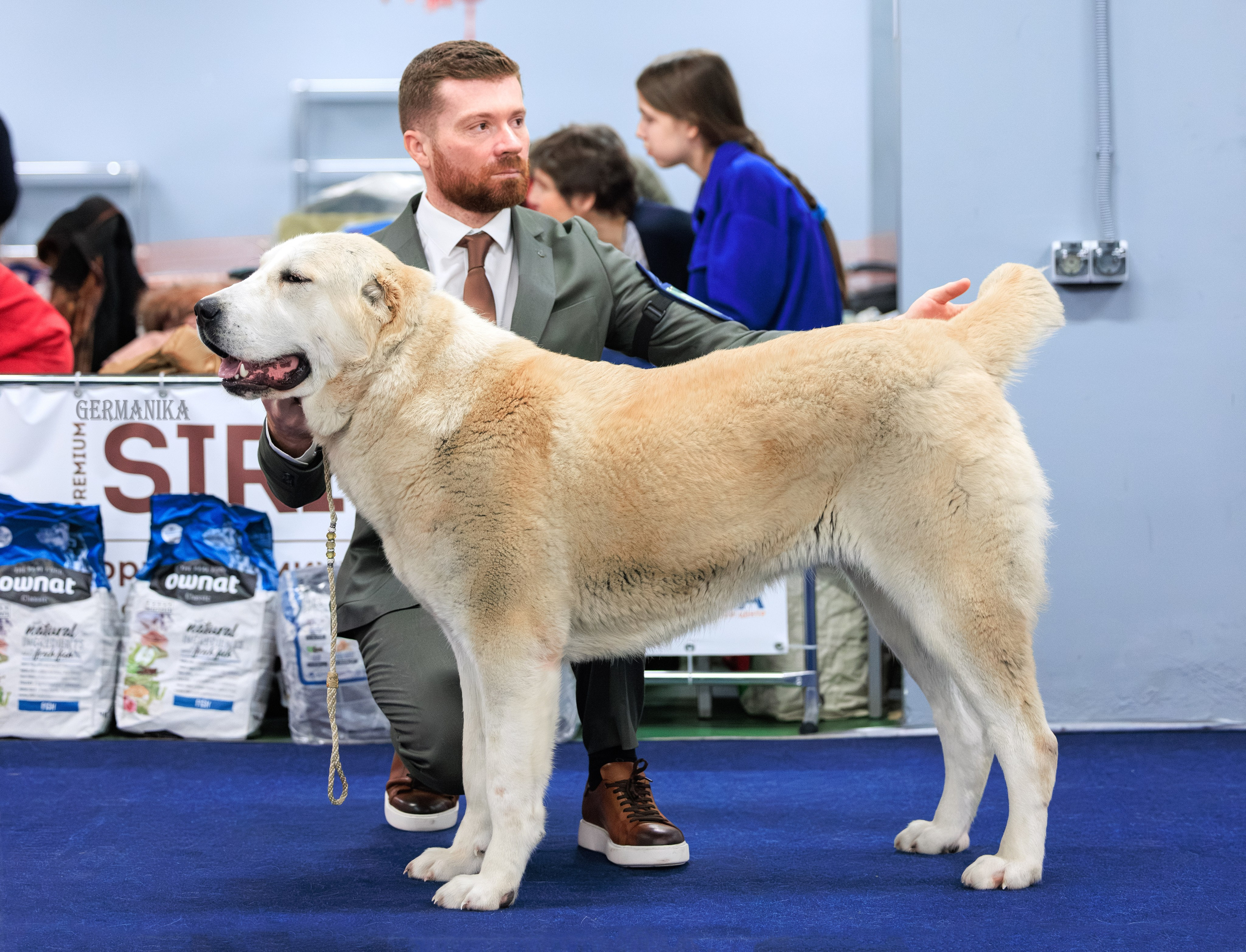 Сфера 08 и 10.03.2024 2хмоно ротвейлеров+2хмоно сао. Фотограф-анималист Юлия Германика