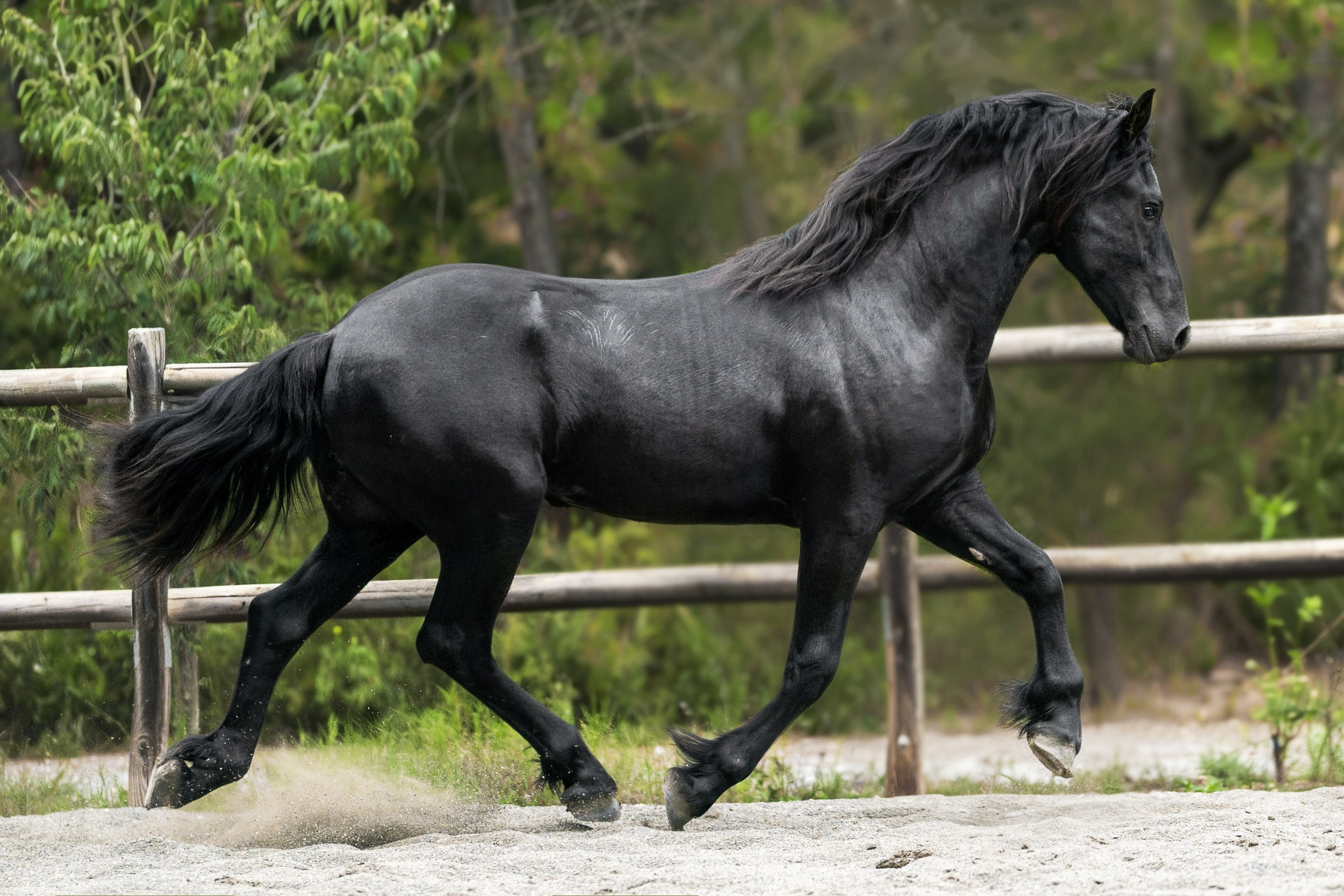 Фризский жеребец Rayven. 2 года. Продаётся. Friesian Alliance. Фризы Росиии