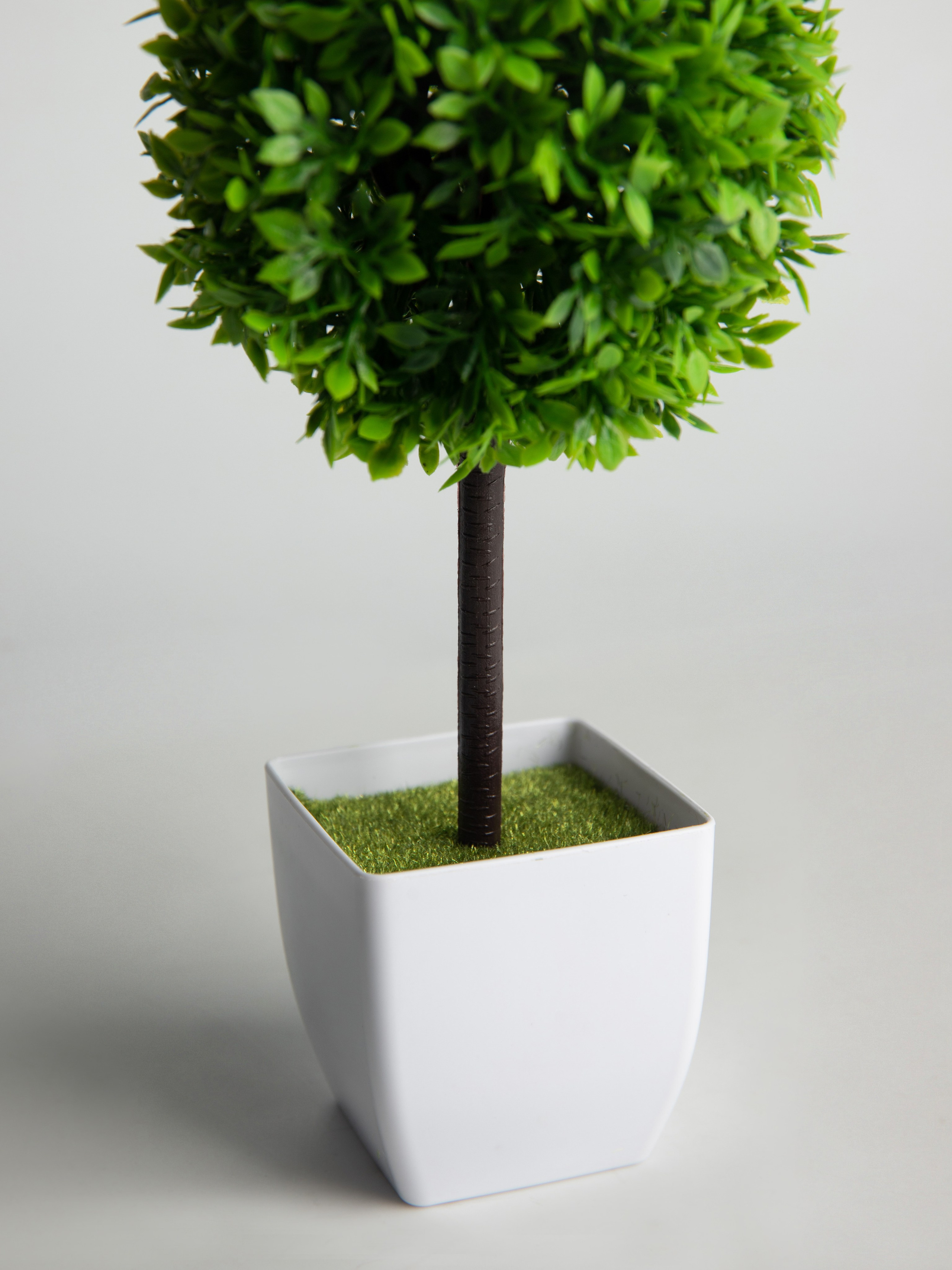 Декоративные деревья. Коммерческий фотограф в Санкт-Петербурге (СПб) Екатерина Панчёха, Панчёшка