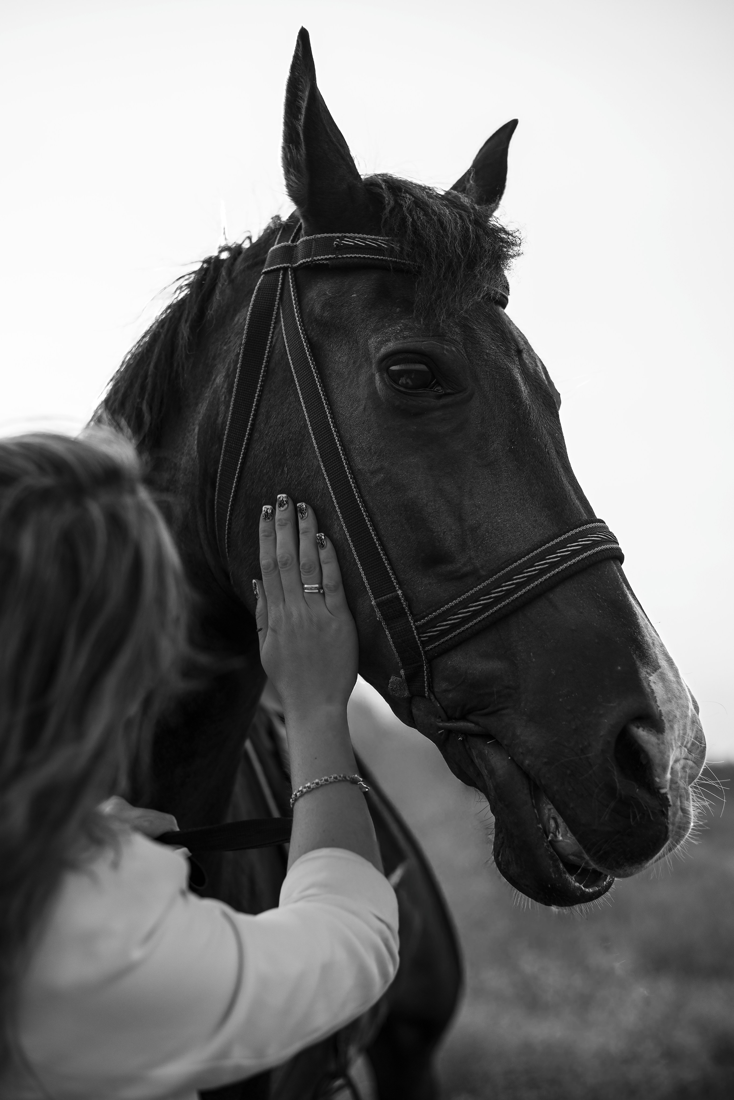 Леди и лошадь. Главная