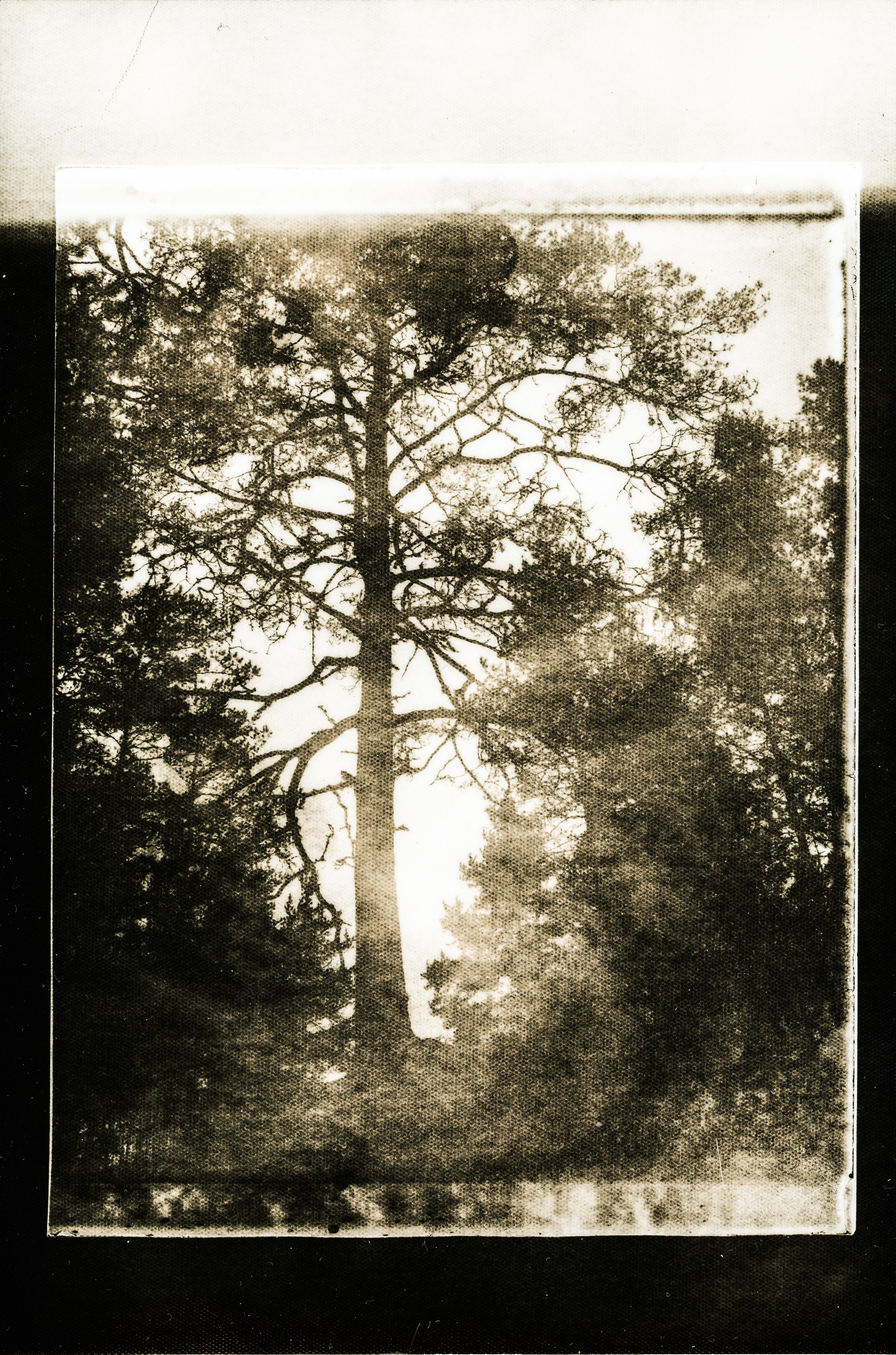 Lith prints. Darkroom aesthetics