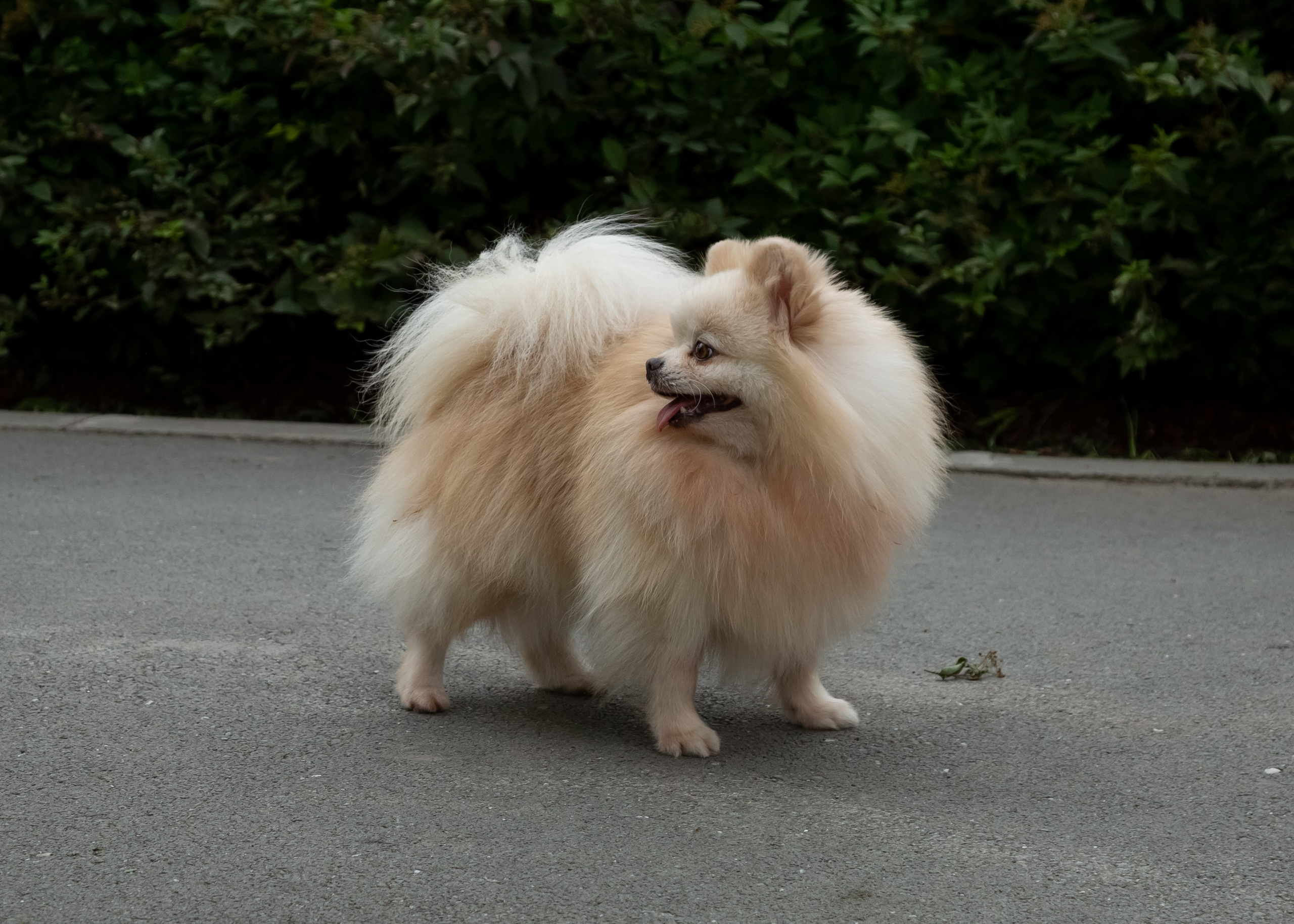 Фотосессия с животными. Фотограф в Барнауле Татьяна Чурикова