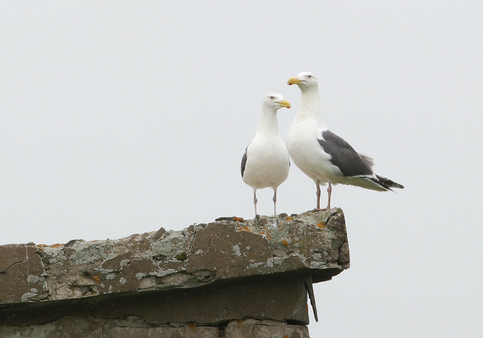 Камчатка и о. Парамушир. Июль 2024. Путешественник-фотограф из Санкт-Петербурга Татьяна Свистулина