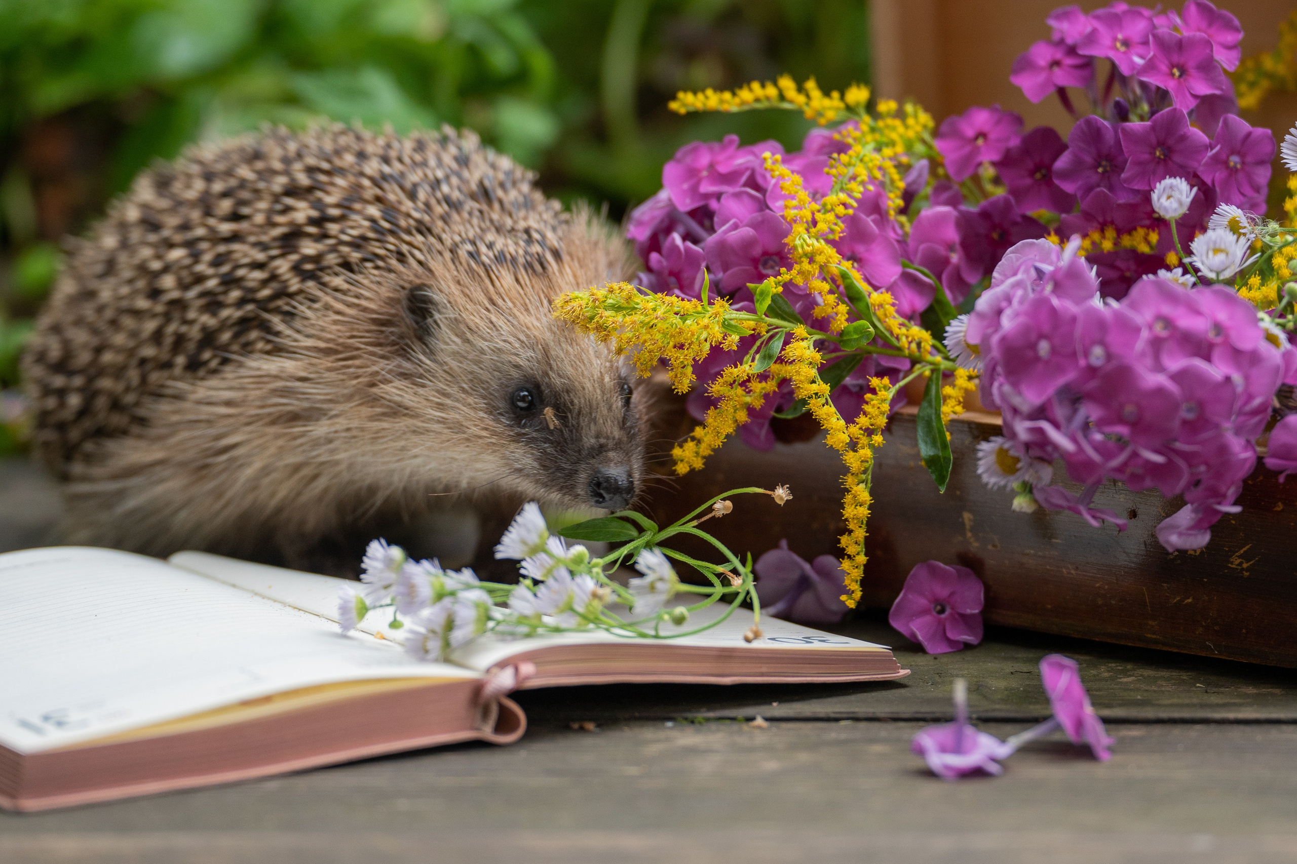 Анимализм. Портретный фотограф Олеся Владимирова в Москве