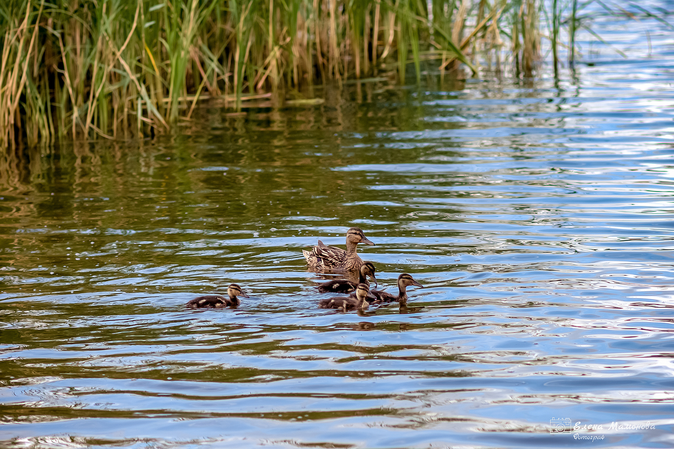 Пикник с семьёй. Семейный и детский фотограф в Нижнем Новгороде Елена Мамонова