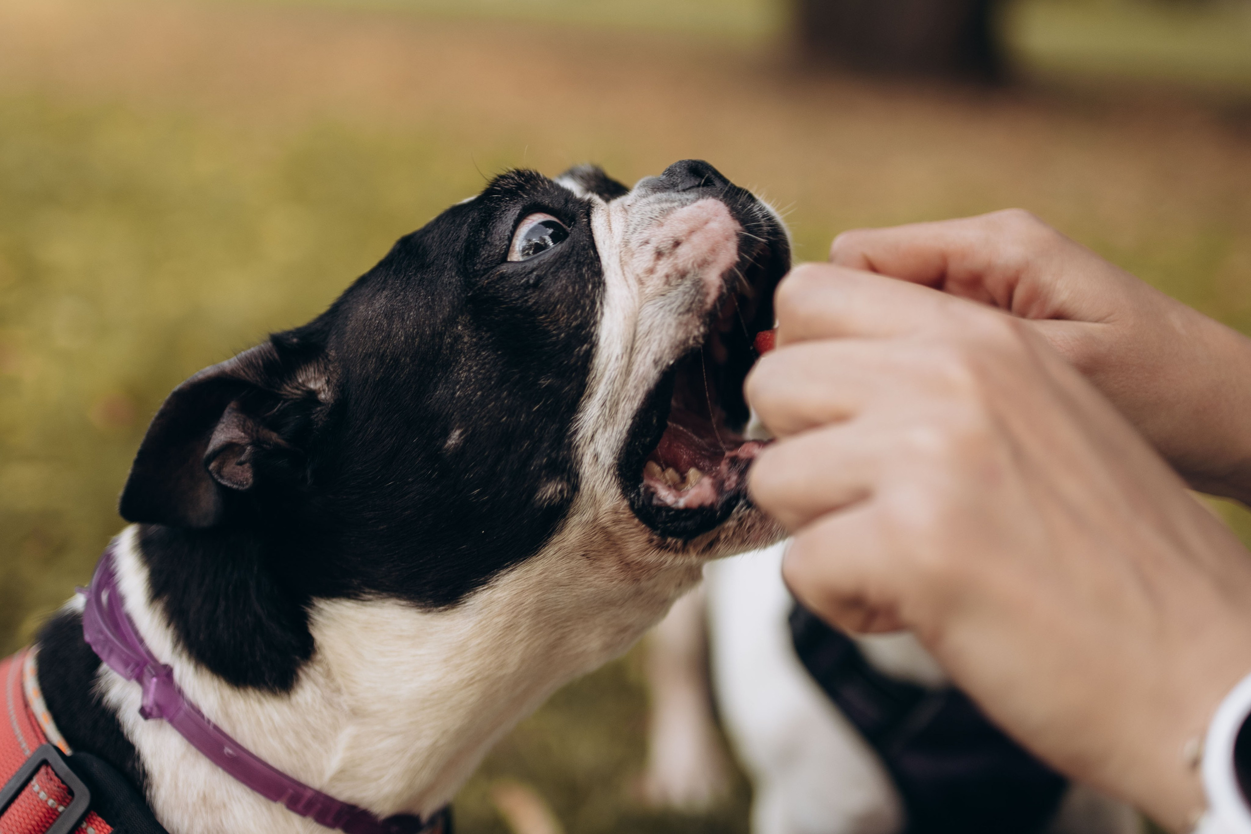Оля и бульдоги