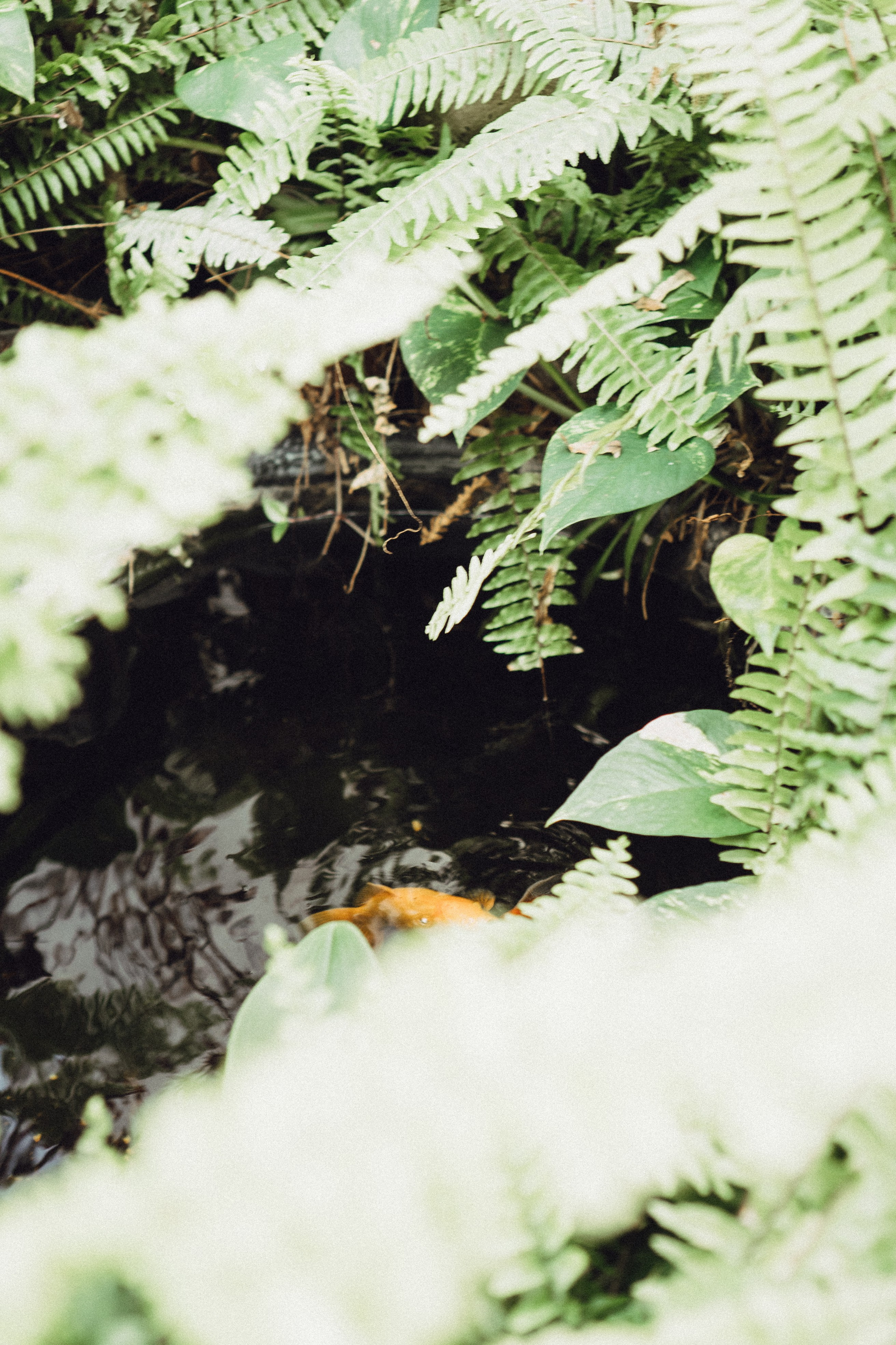 СВАДЕБНАЯ СЬЕМК В ПАРКЕ 300-ЛЕТИЯ. Профессиональный фотограф, Санкт-Петербург — Виктория Богомолова