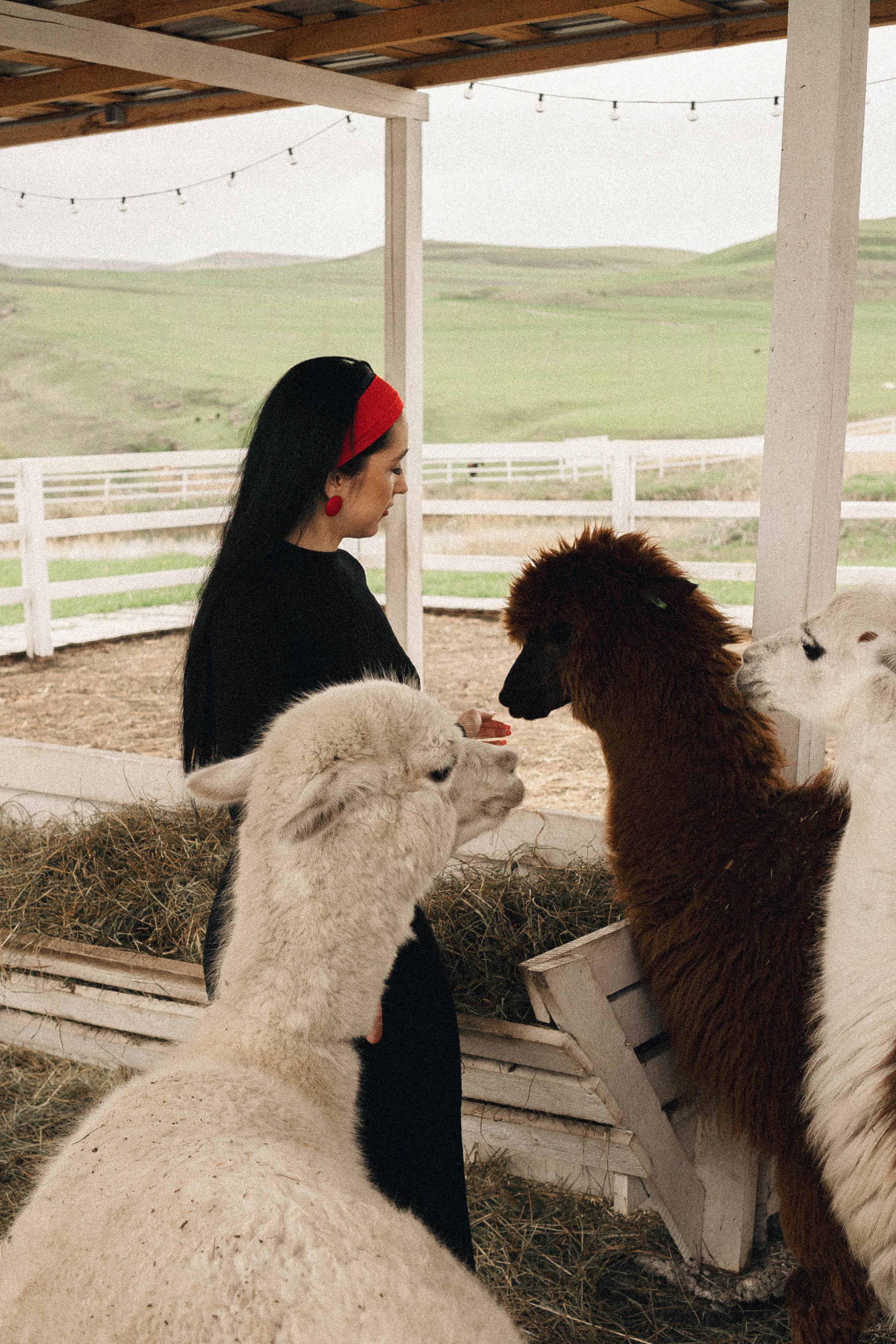 Ферма Альпак. Профессиональный фотограф, Санкт-Петербург — Виктория Богомолова