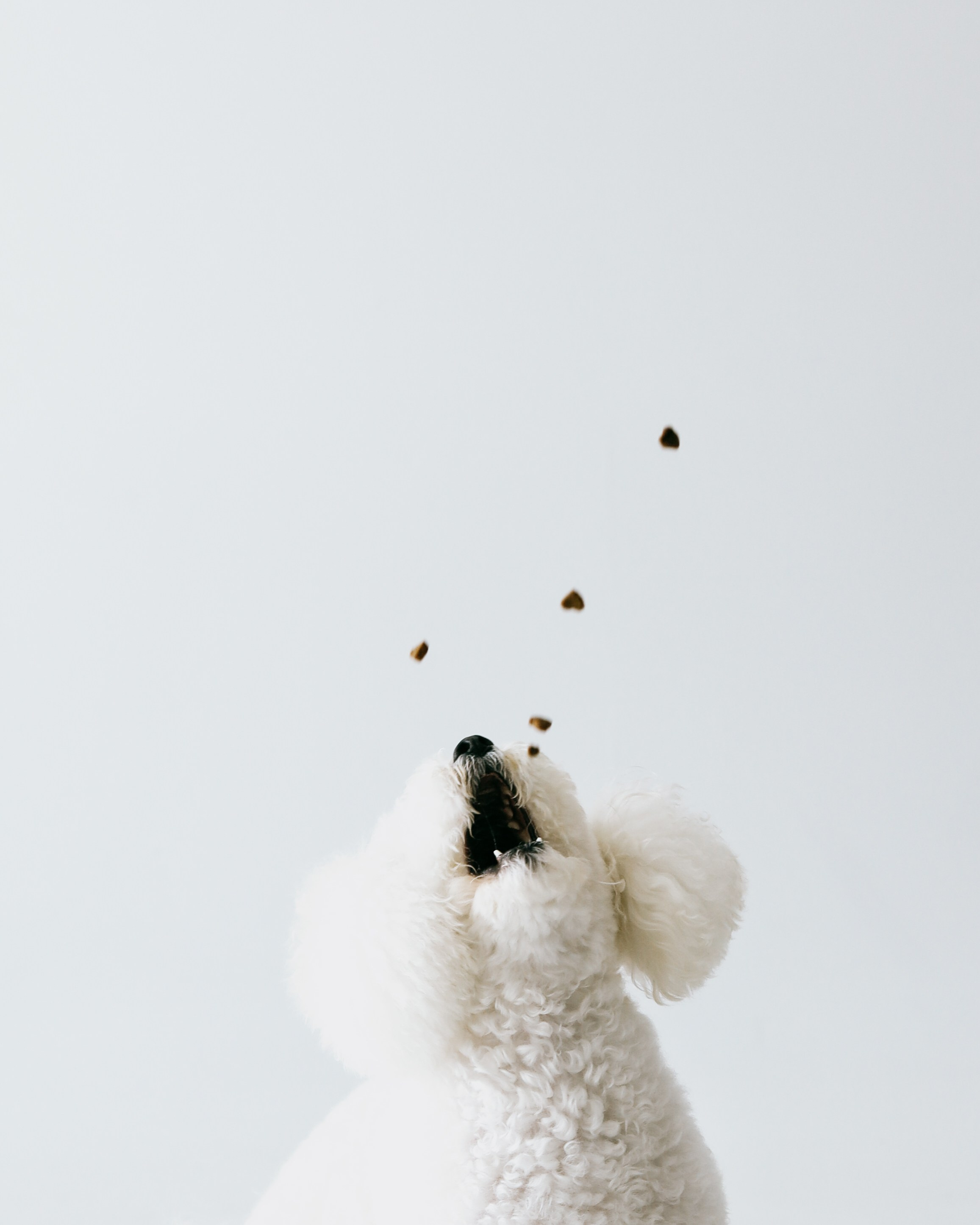 С хвостиками. Портретный фотограф в Москве. Фотосессии с собаками