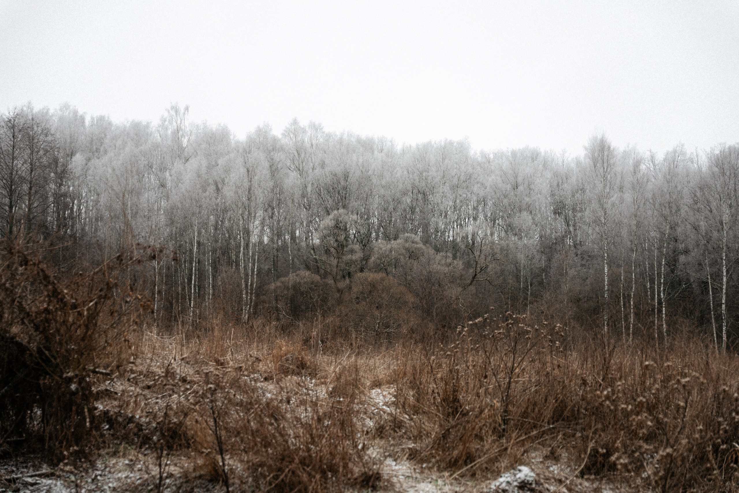 Прогулка по оврагу близ реки. Vlad Trykov