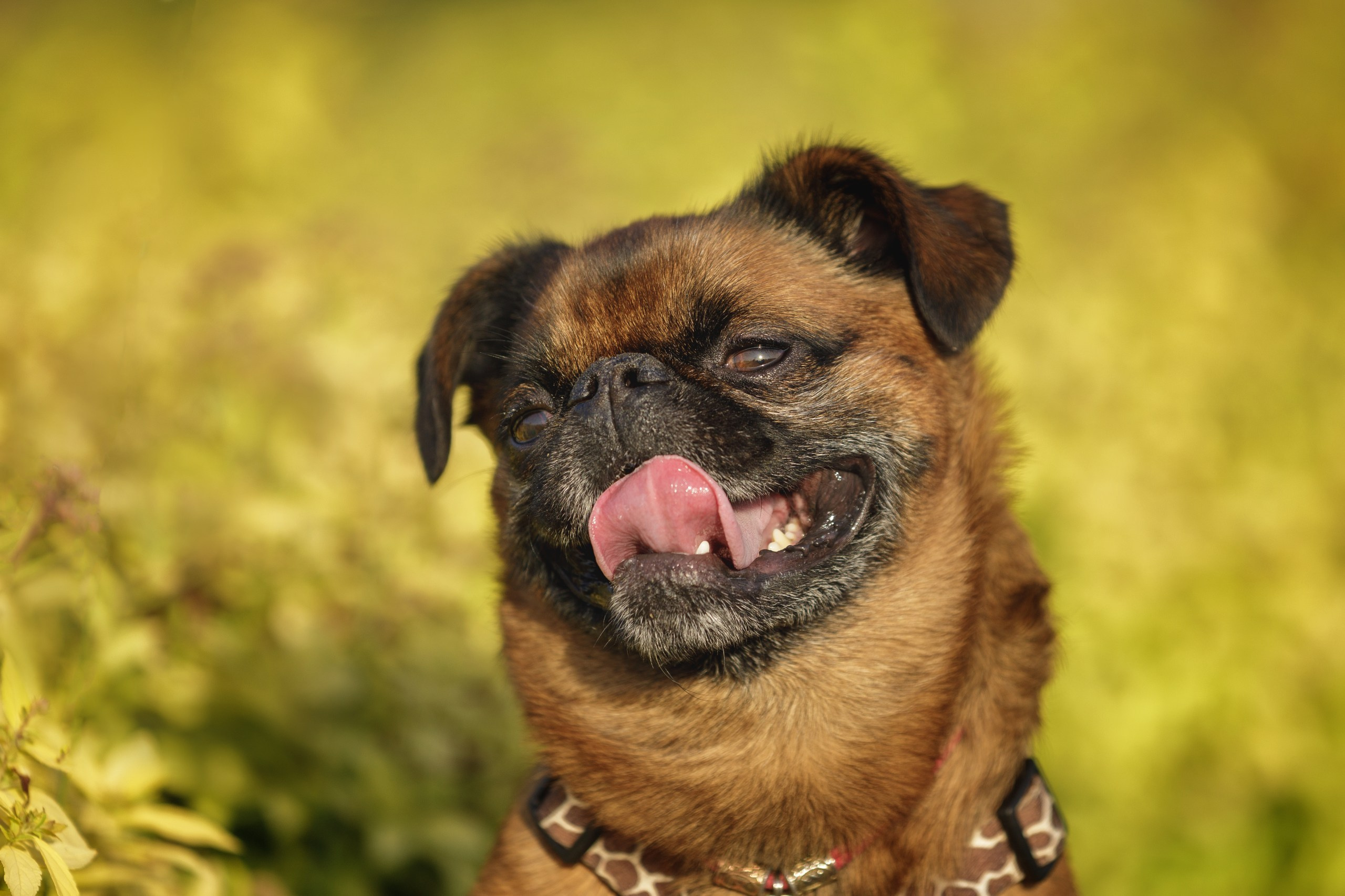 Маша и Арки. Фотограф-анималист в Калуге Мария Шерскова