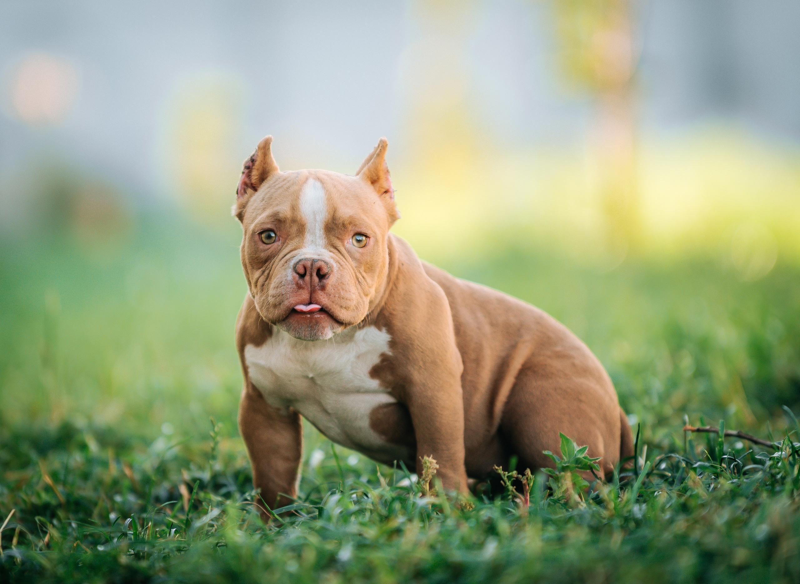 Американский булли щенки. Главная