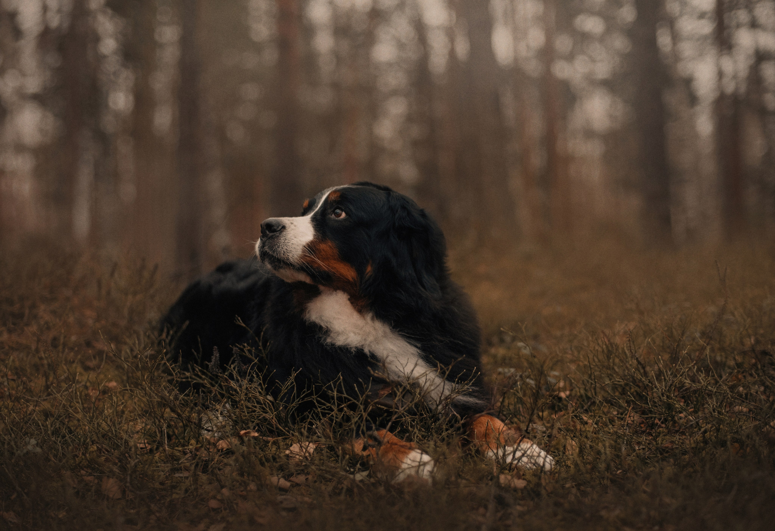 Прогулка: берн Пума, Фрэнк и Юля в Питере. Портфолио