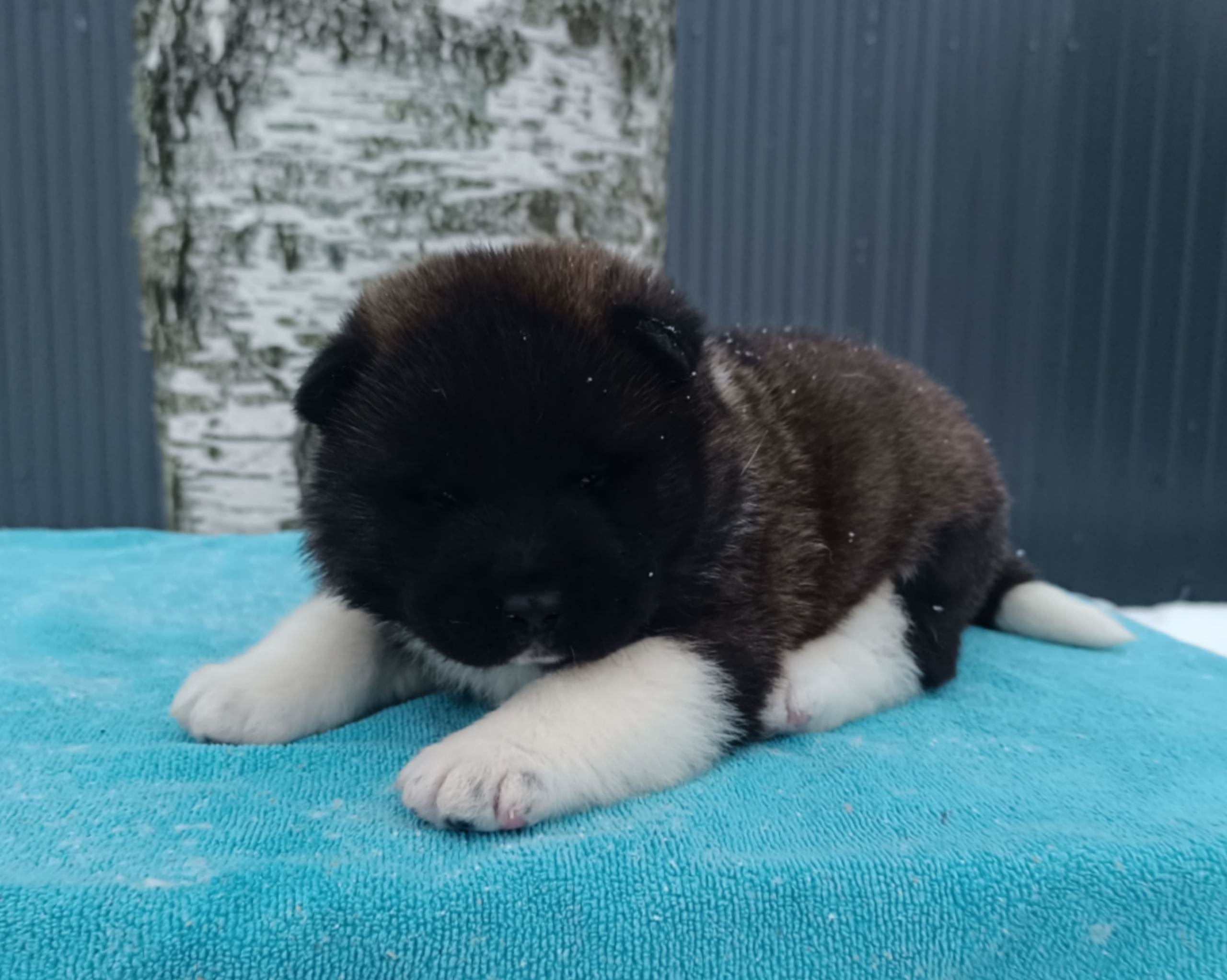 Американская акита  щенки питомник Санкт-Петербург клубные щенки Американская акита питомник RUBYLIGHT Рубилайт купить щенка американской акиты