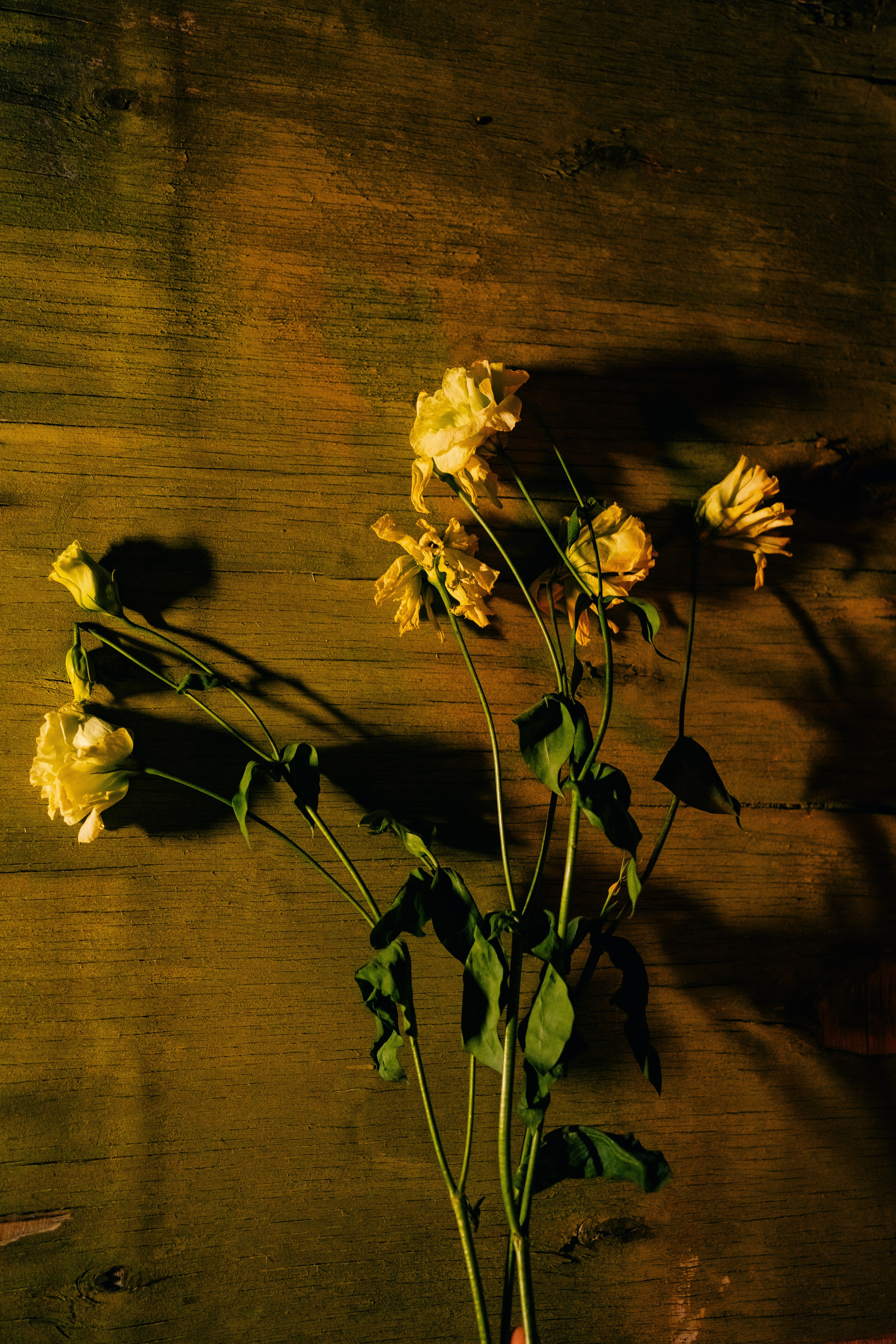 Глеб. Фотограф в Москве и МО Влада Обласова