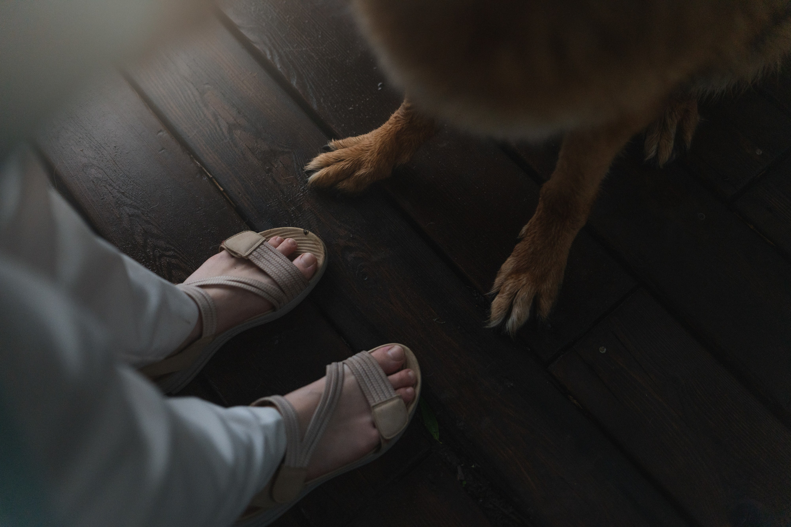 Вика и Фрея. Фотограф анималист в Москве и Санкт-Петербурге Свиридова Анна