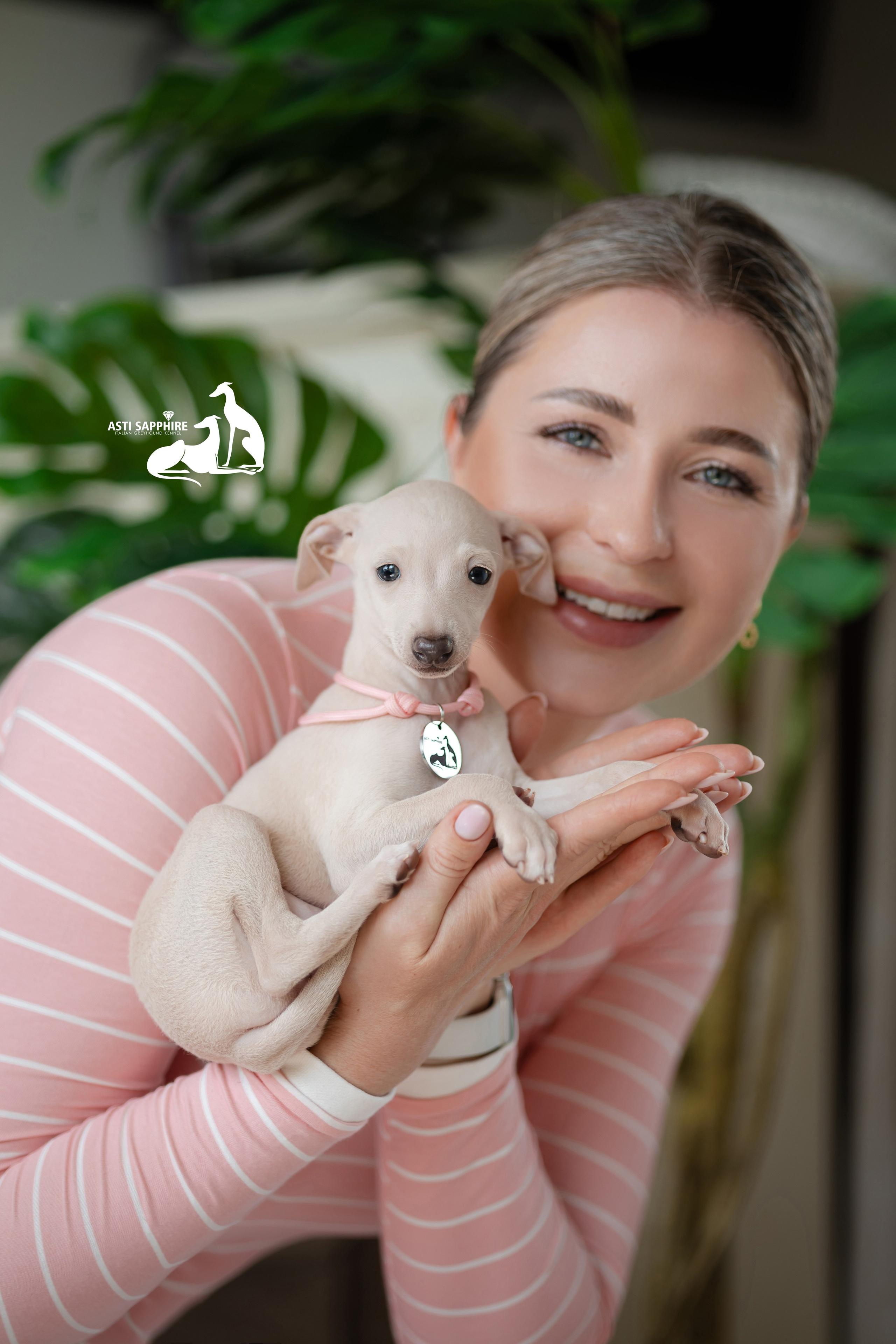 Белоснежные. Professional Italian Greyhound Kennel RKF/FCI ASTI SAPPHIRE 💎 Sochi|St. Petersburg