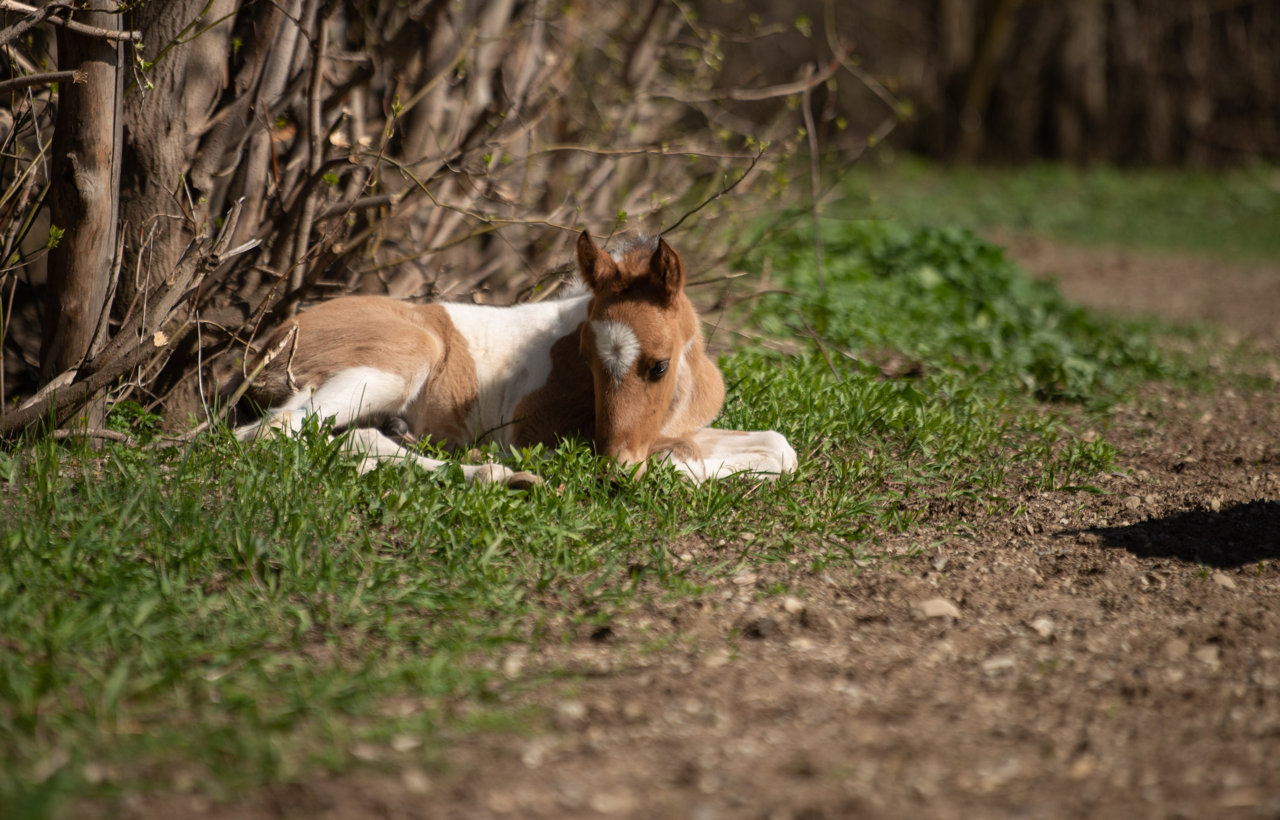 Жеребёнок Митяй. Конный фотограф в Саратове Юлия Иванова