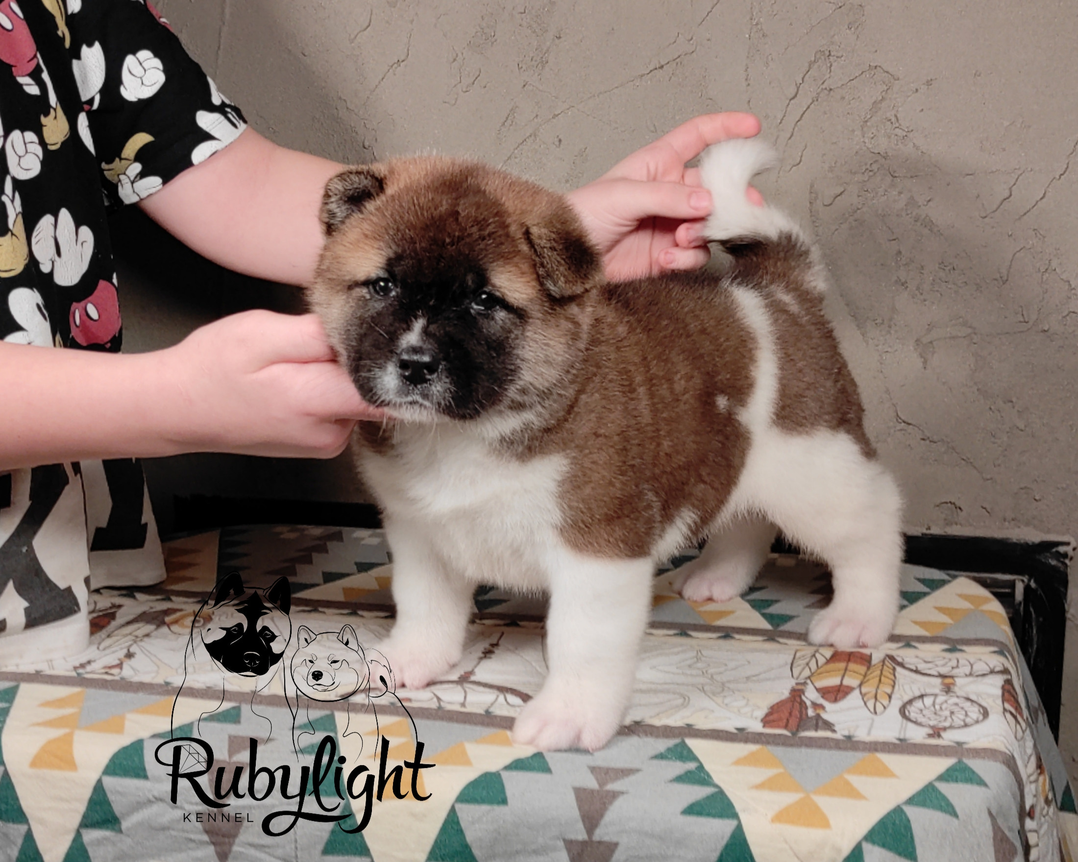 щенки Акита американская купить санкт-петербург питомник RUBYLIGHT BIYA & Dilinze's Hause Orion