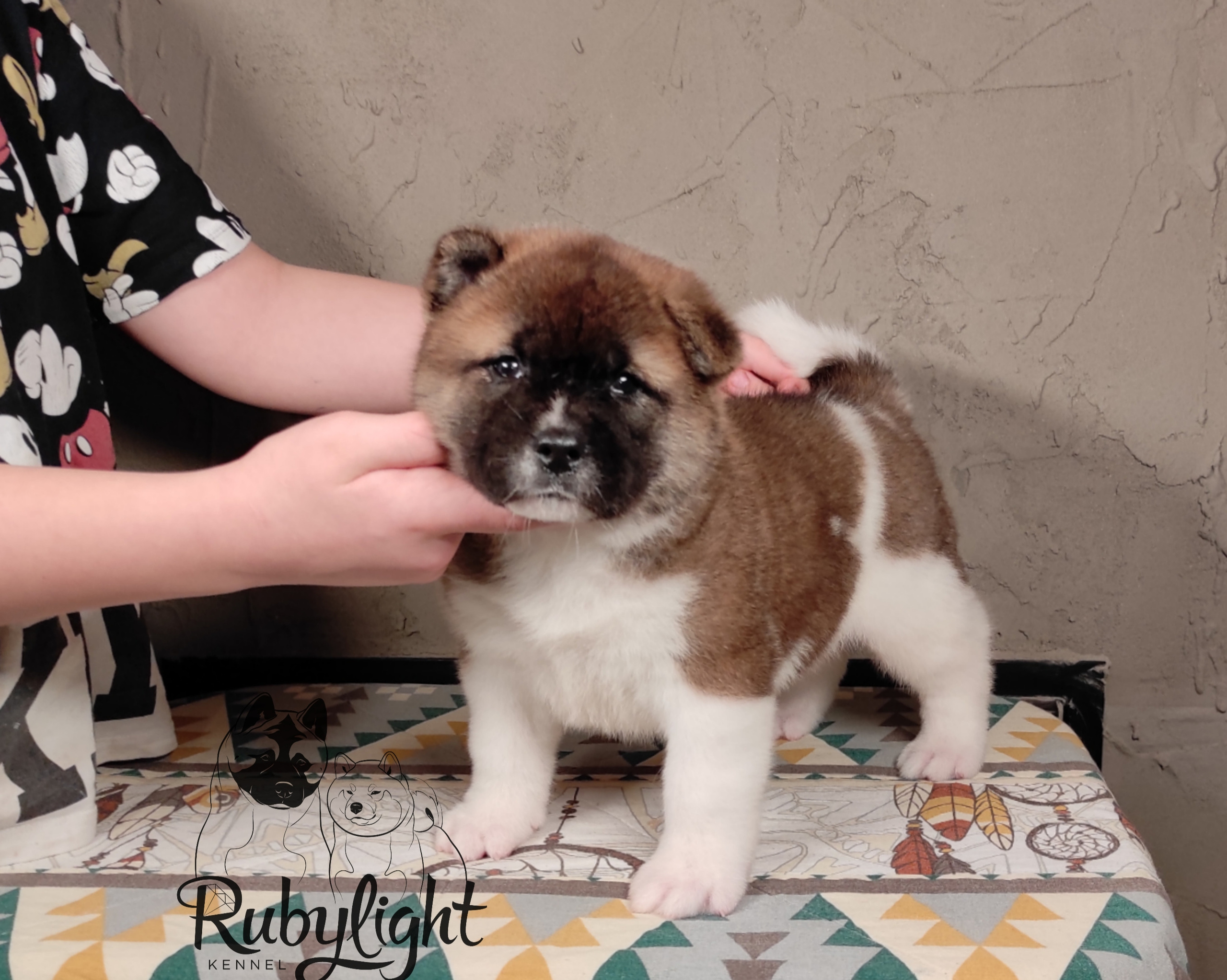 щенки Акита американская купить санкт-петербург питомник RUBYLIGHT BIYA & Dilinze's Hause Orion