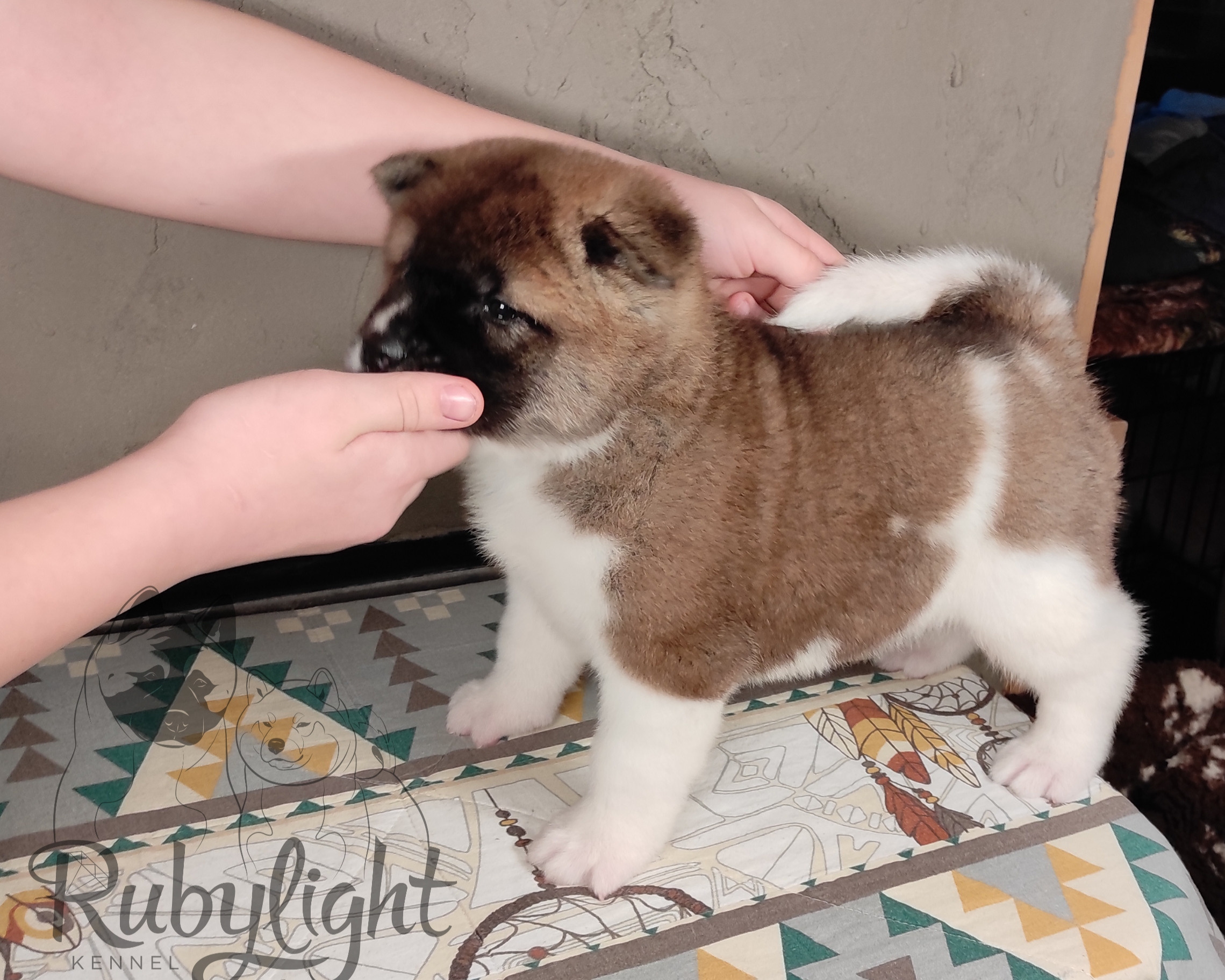 щенки Акита американская купить санкт-петербург питомник RUBYLIGHT BIYA & Dilinze's Hause Orion