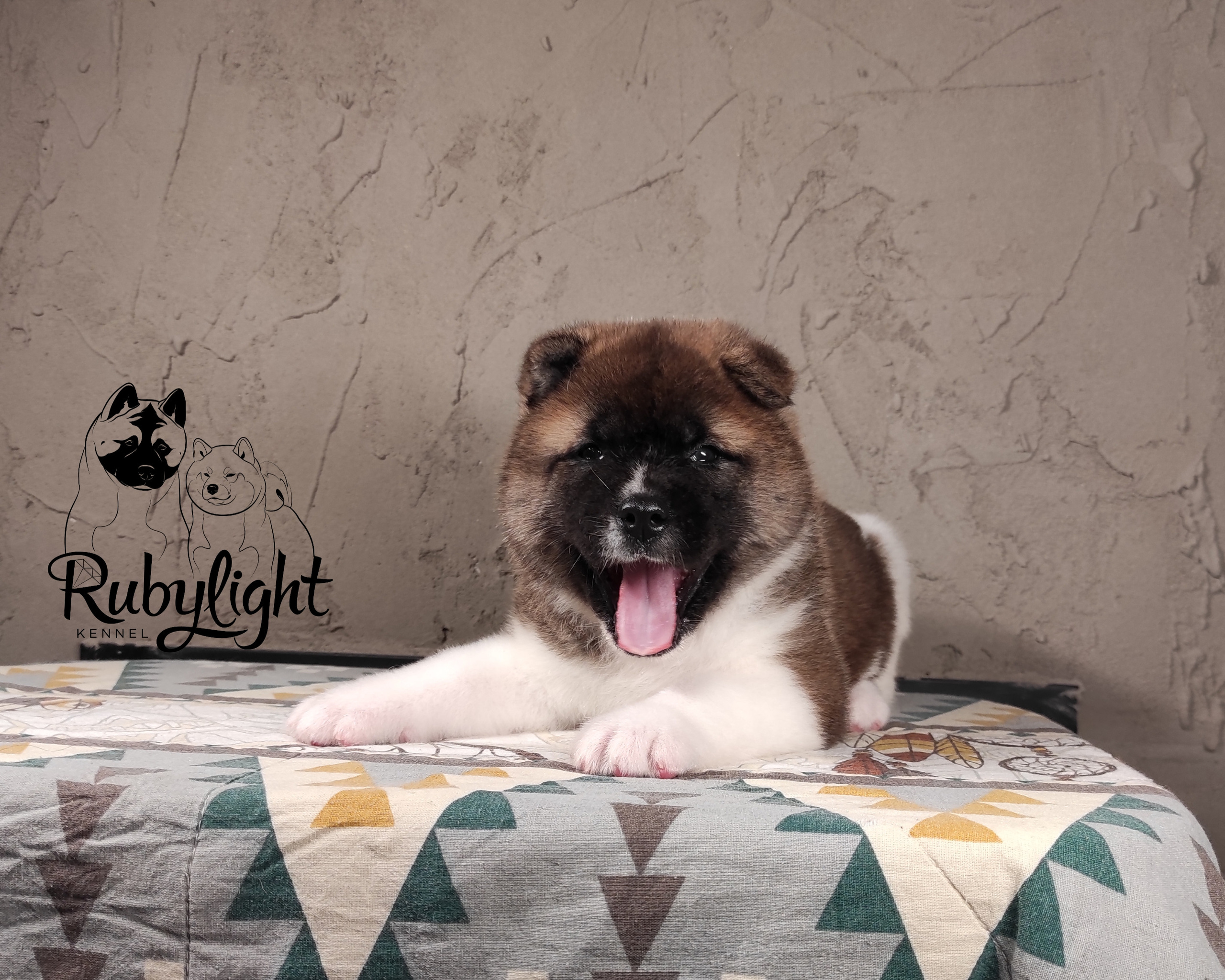 щенки Акита американская купить санкт-петербург питомник RUBYLIGHT BIYA & Dilinze's Hause Orion