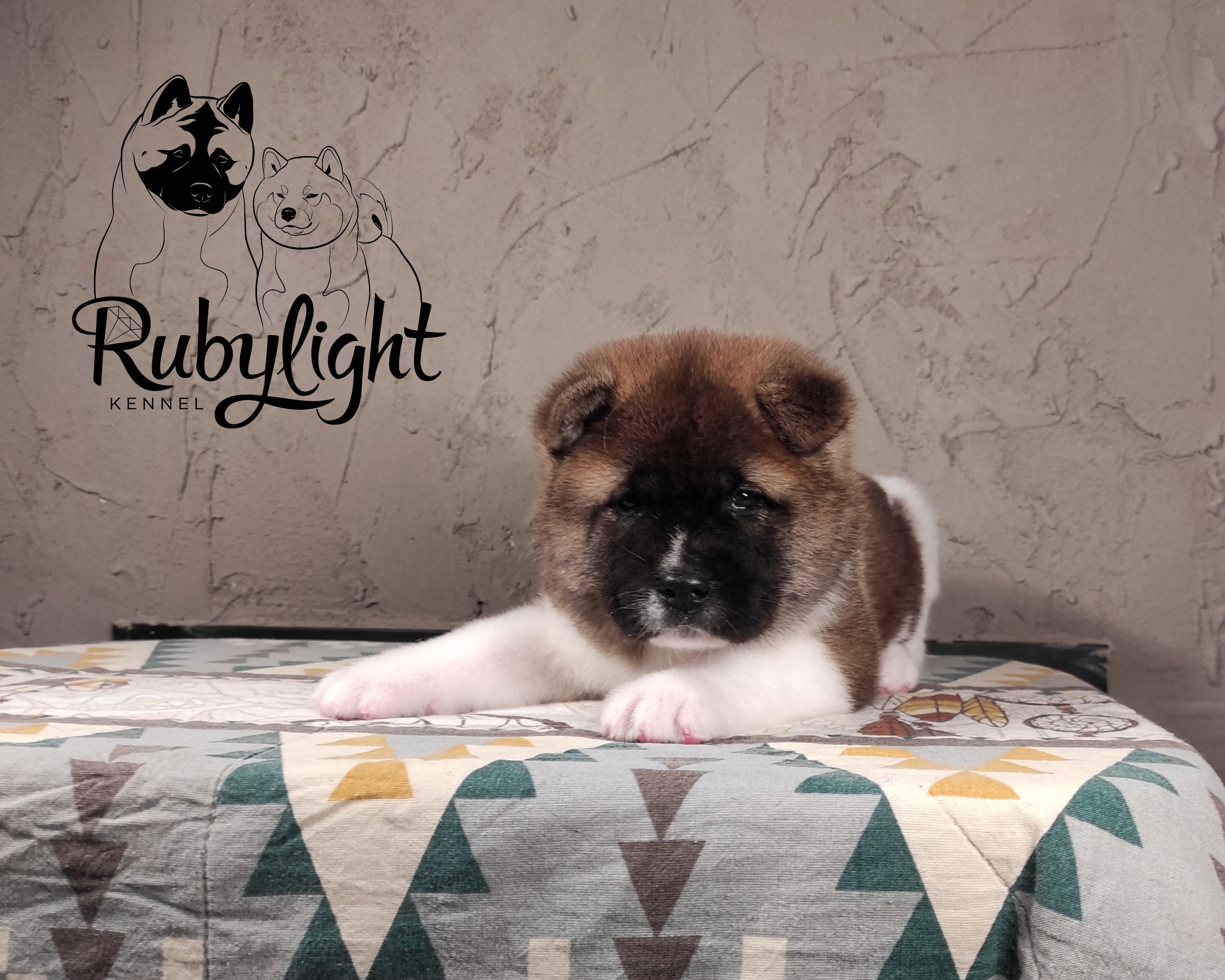 щенки Акита американская купить санкт-петербург питомник RUBYLIGHT BIYA & Dilinze's Hause Orion