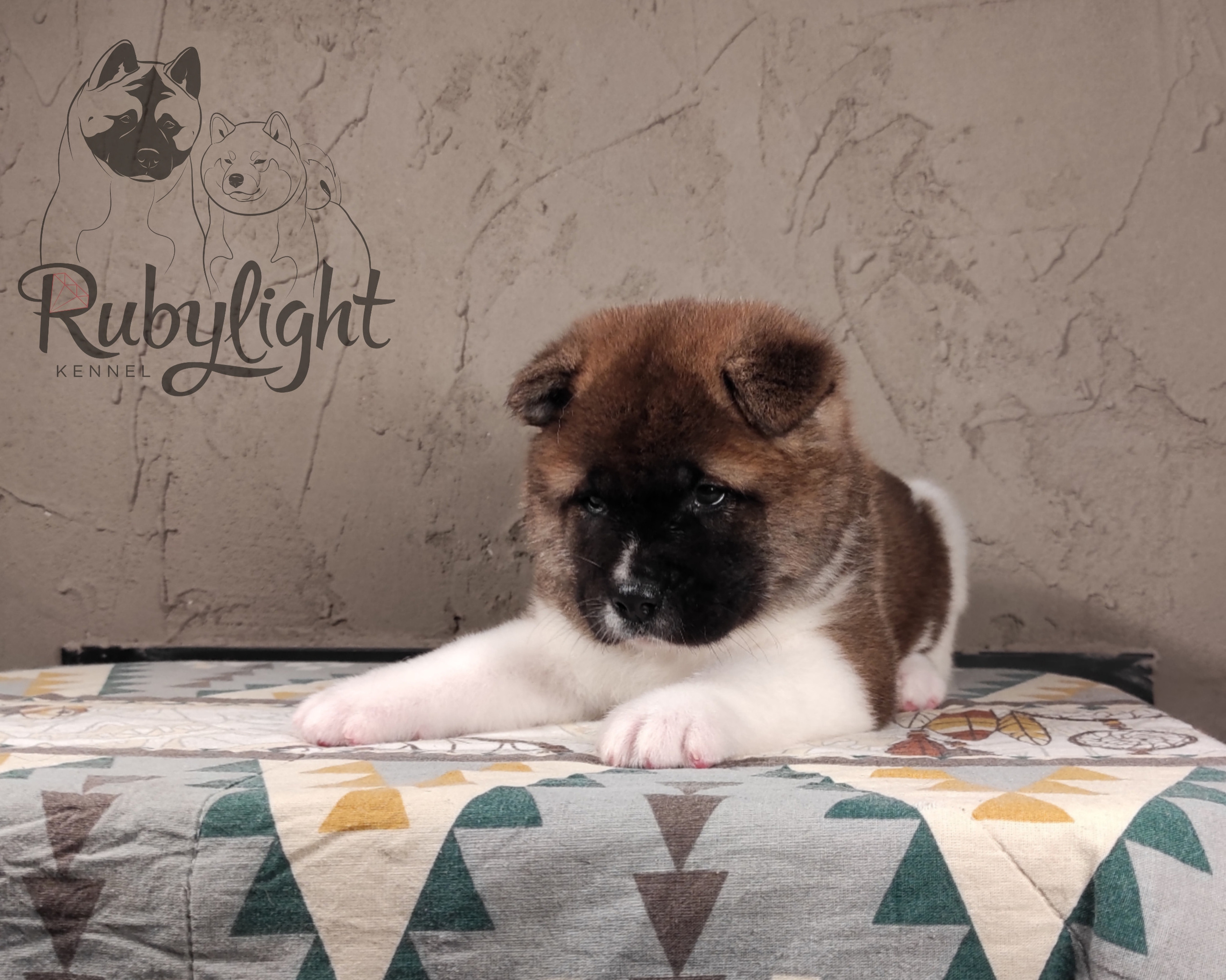 щенки Акита американская купить санкт-петербург питомник RUBYLIGHT BIYA & Dilinze's Hause Orion
