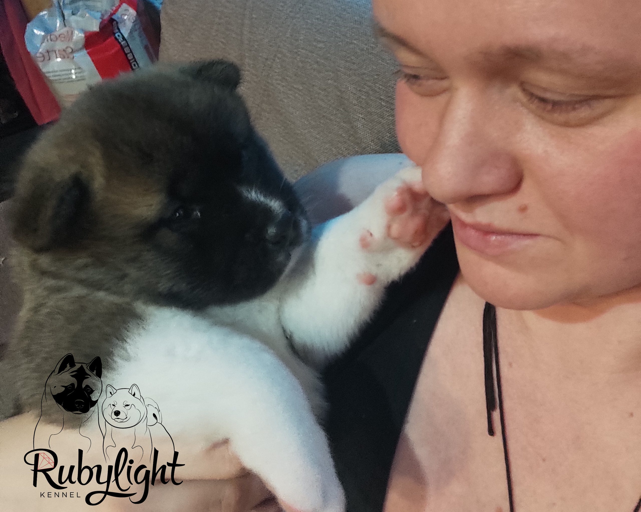 щенки Акита американская купить санкт-петербург питомник RUBYLIGHT BIYA & Dilinze's Hause Orion