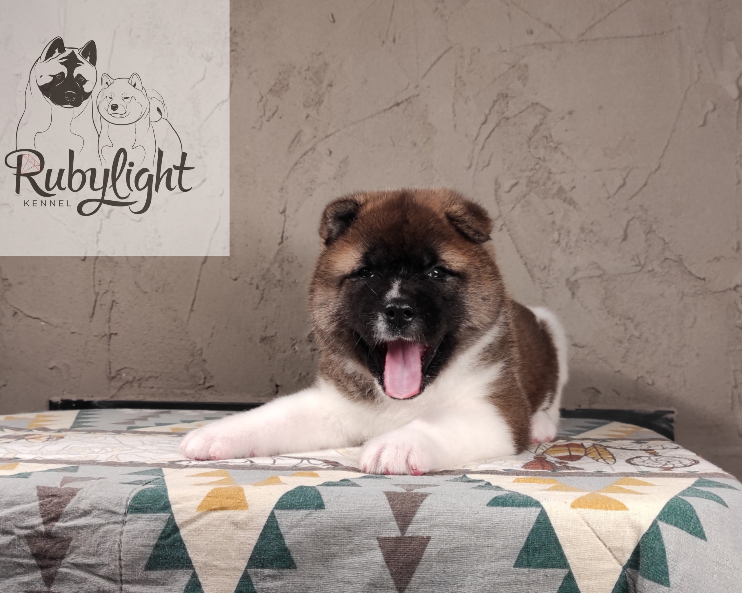 щенки Акита американская купить санкт-петербург питомник RUBYLIGHT BIYA & Dilinze's Hause Orion